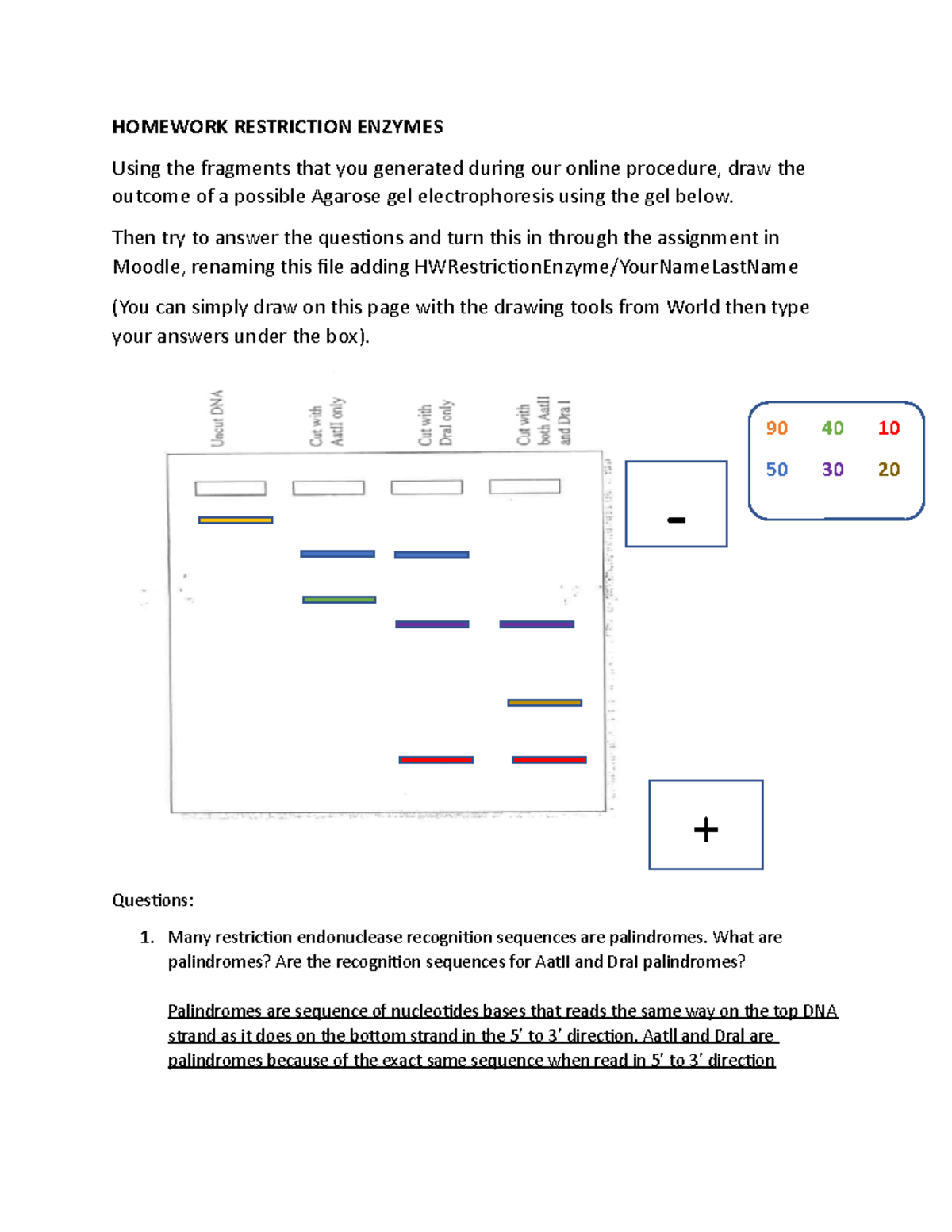 Hw Restriction Enzyme - HOMEWORK RESTRICTION ENZYMES Using the ...