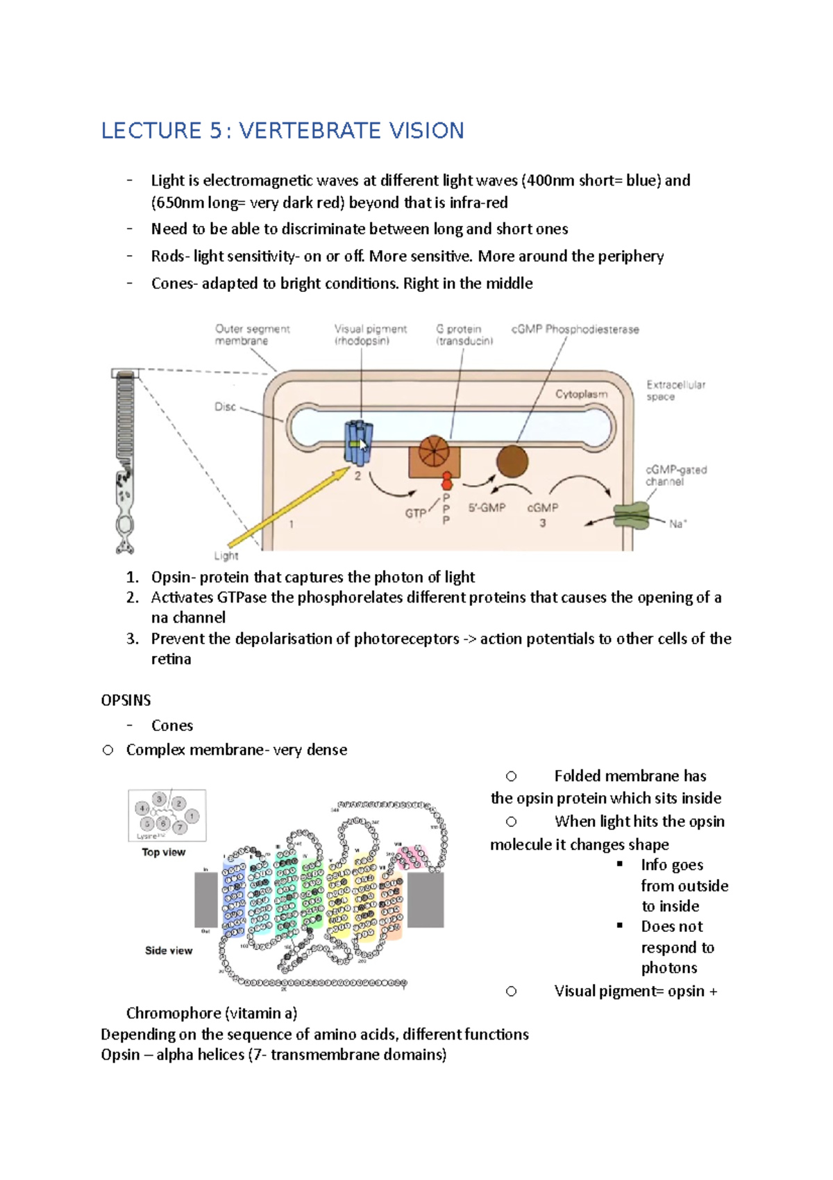 Lecture notes 5 - LECTURE 5: VERTEBRATE VISION - Light is ...