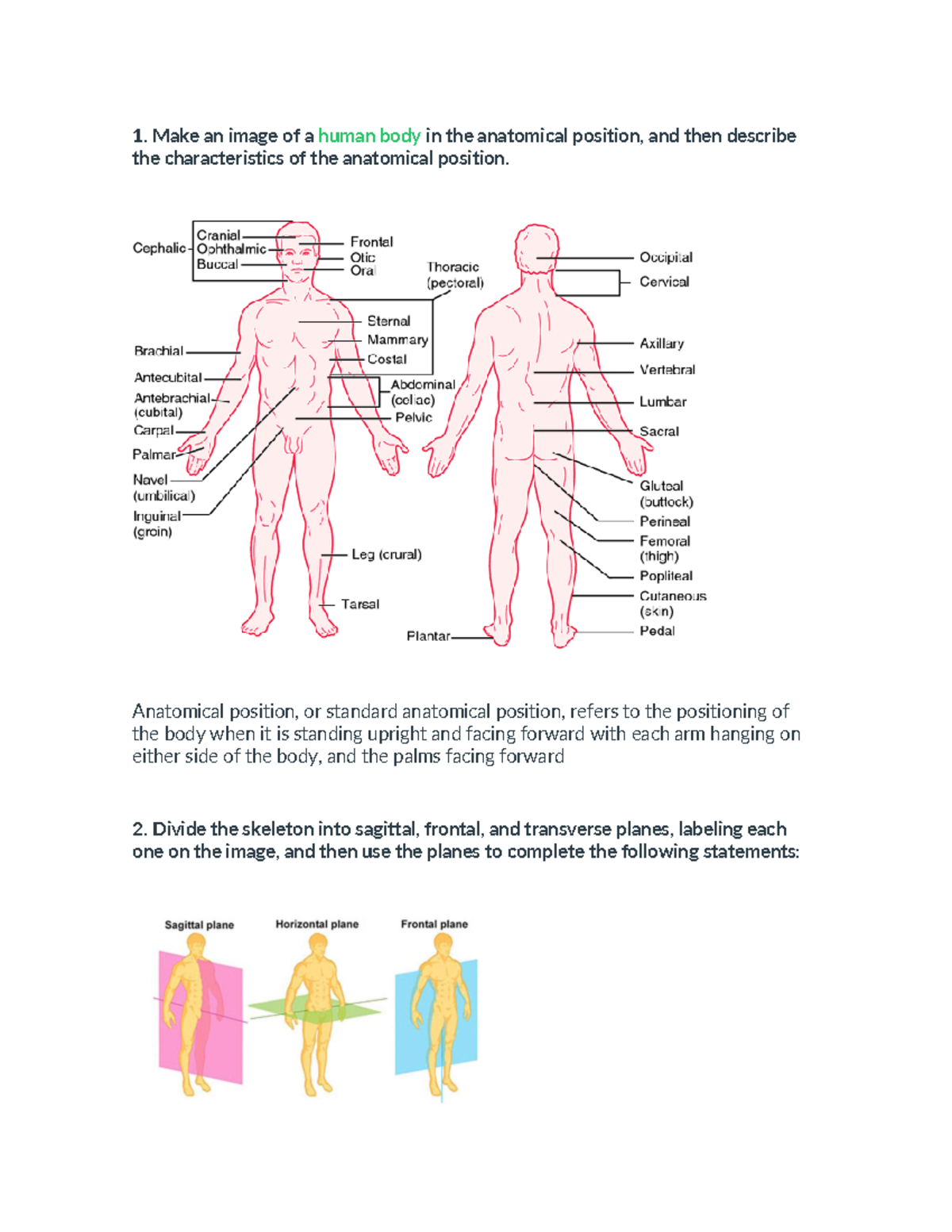 Act 1 human body - Make an image of a human body in the anatomical ...