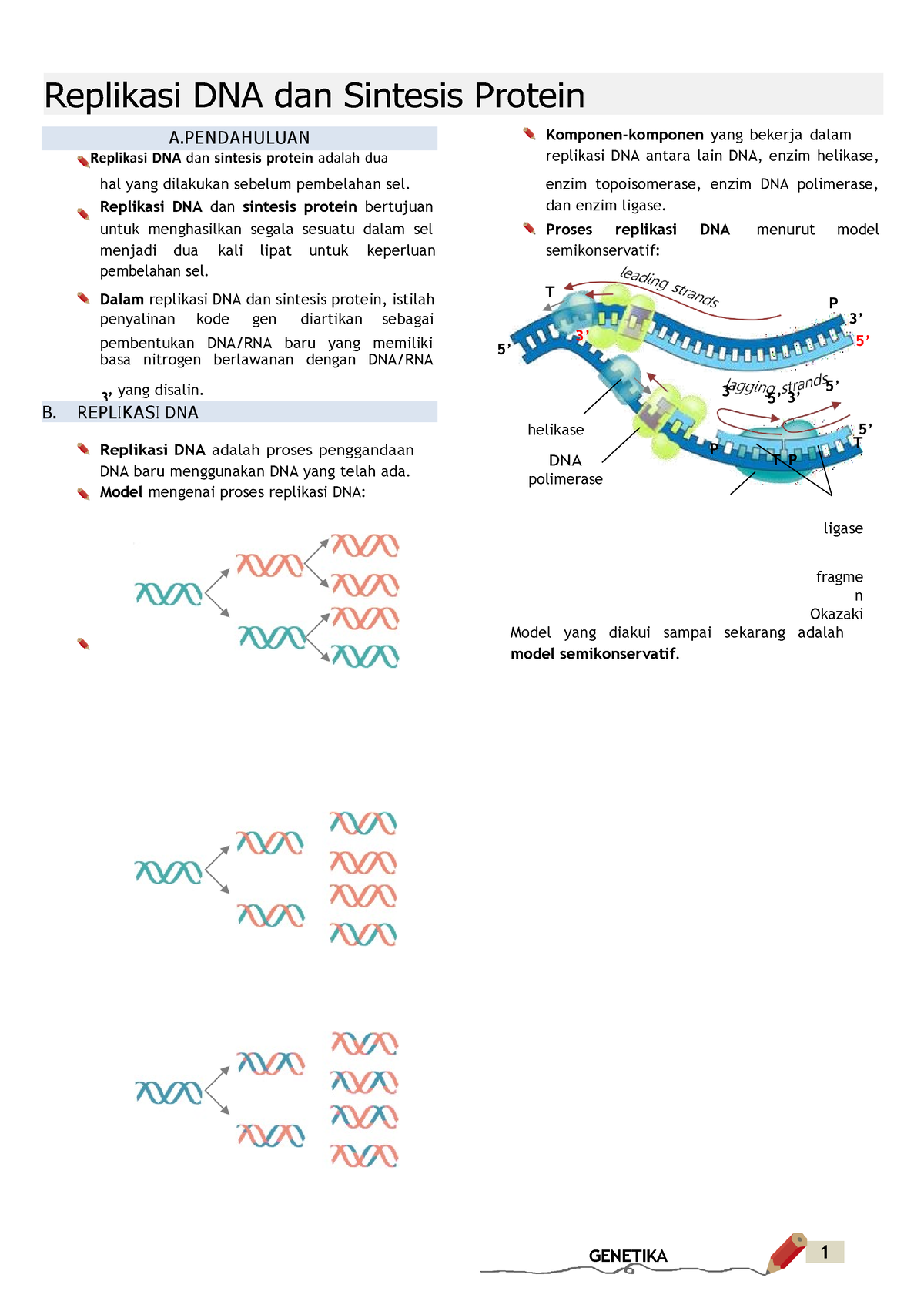 Replikasi Dna Dan Sintesis Protein Replikasi Dna Dan Sintesis Protein