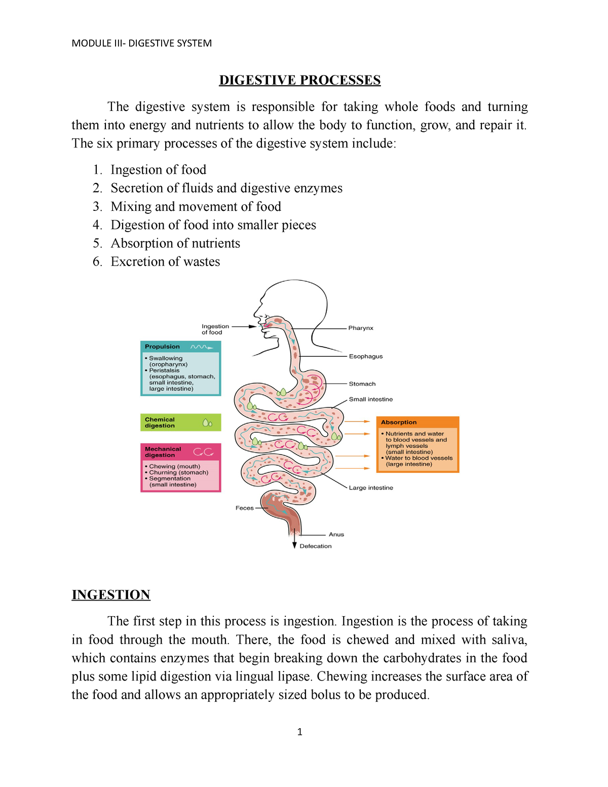 6 Process OF THE Digestive System - DIGESTIVE PROCESSES The digestive ...