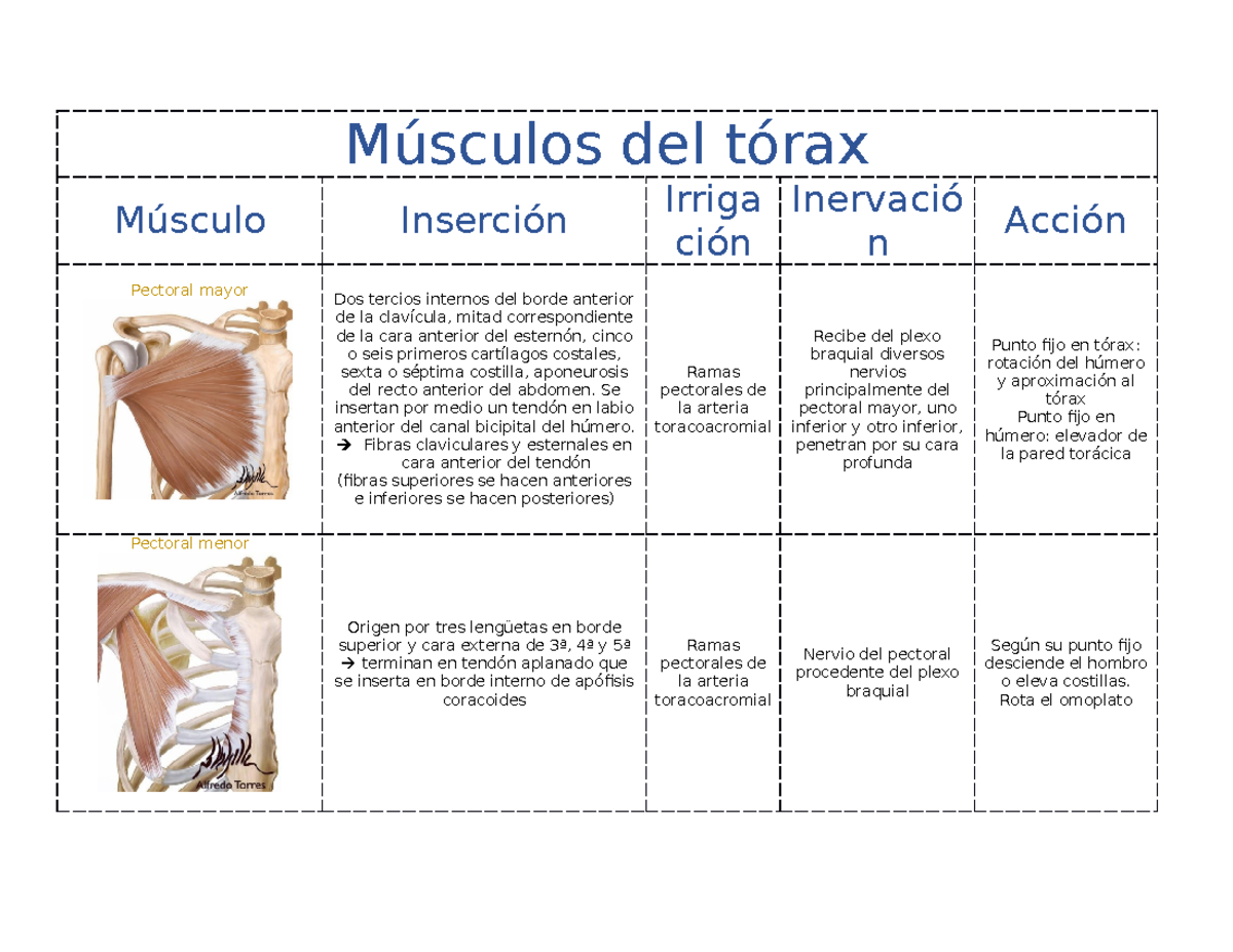 Músculos DE Tórax - Músculos del tórax Músculo Inserción Irriga ción