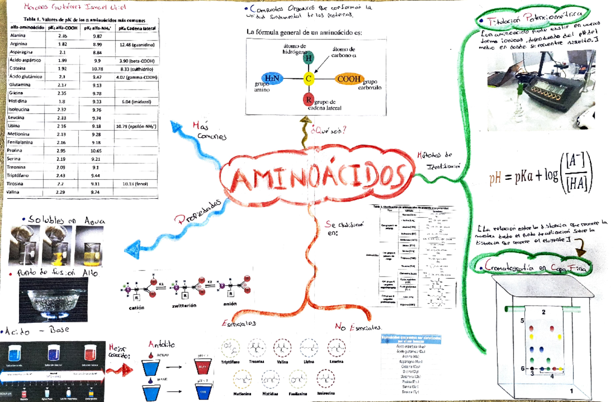 Mapa Mental De Aminoácidos Edubrainaz 3919