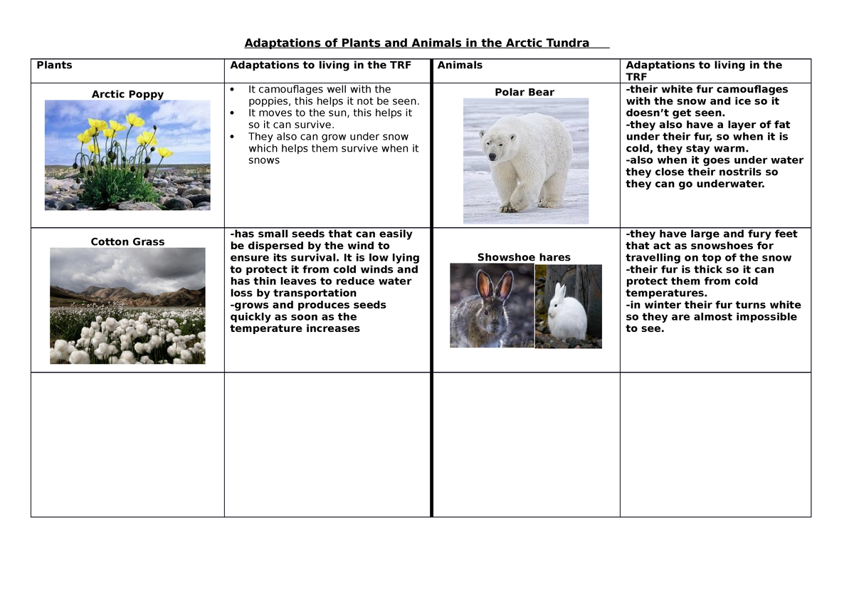 Adaptations of Plants and Animals in the Arctic Tundra (1) -  It moves to  the sun, this helps it so - Studocu