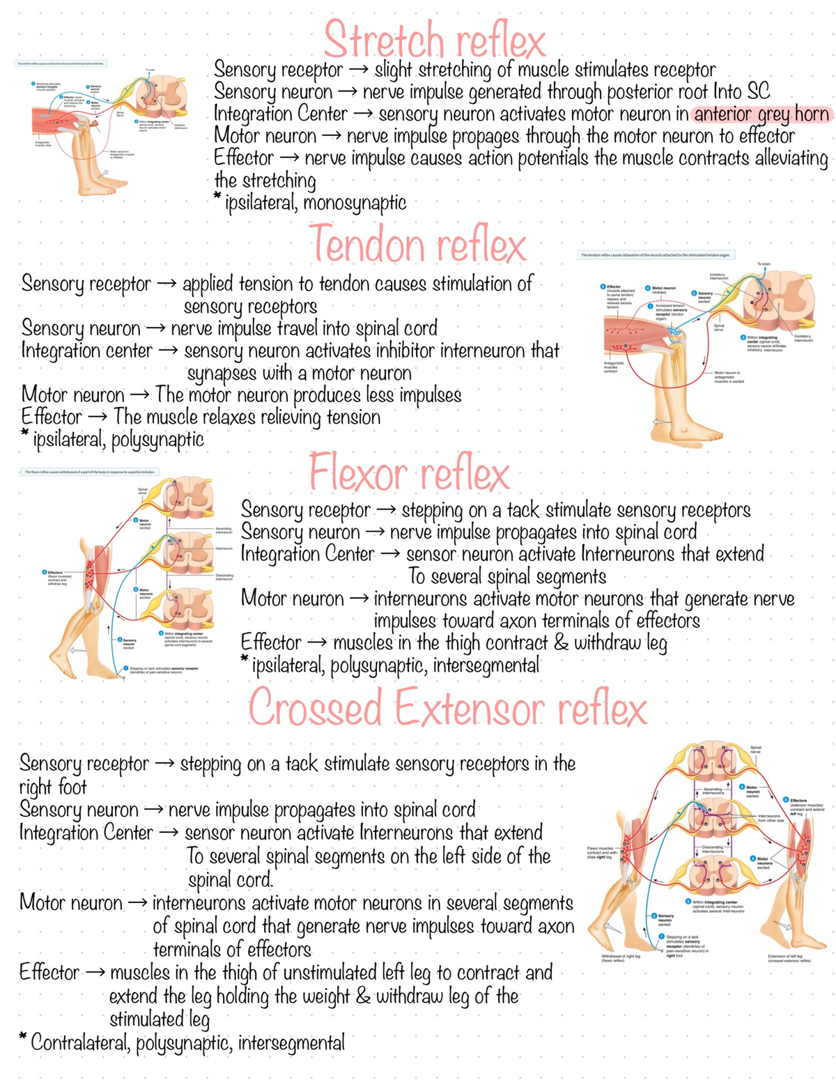 Anatomy and physiology 2 chapter 13 pg 4 - BIOL203 - Studocu