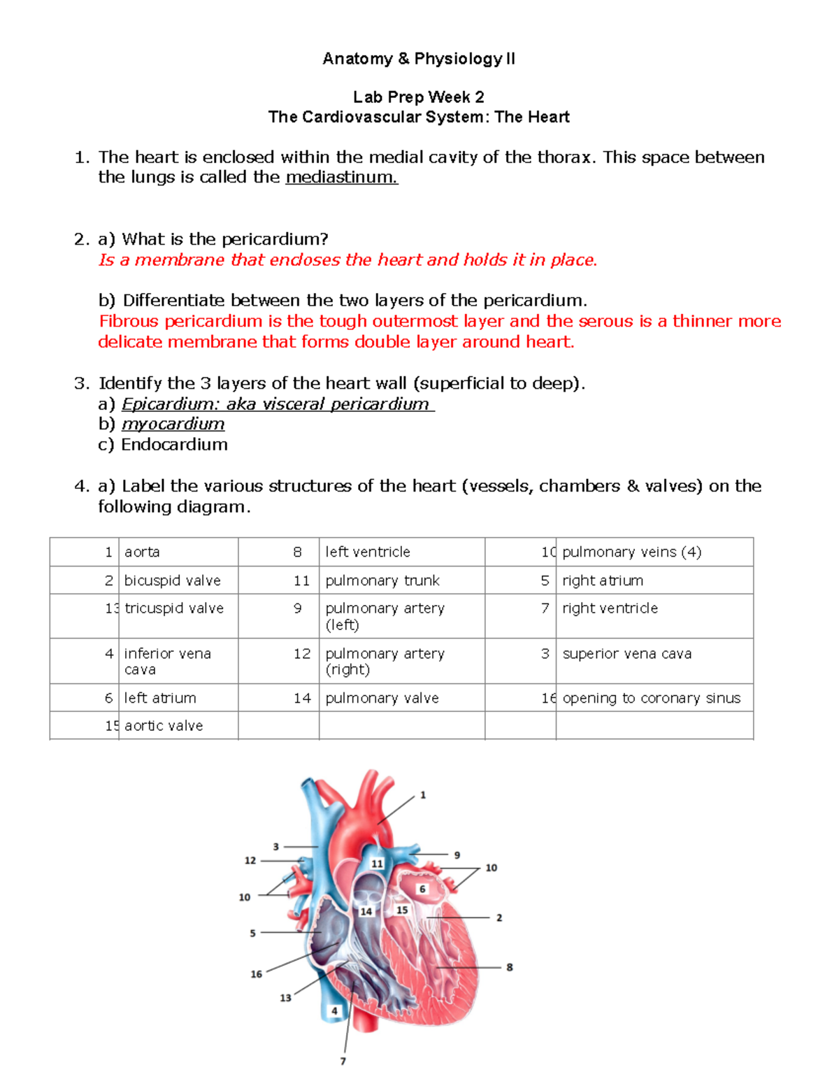 Lab Prep- Heart - Notes - Anatomy & Physiology II Lab Prep Week 2 The ...