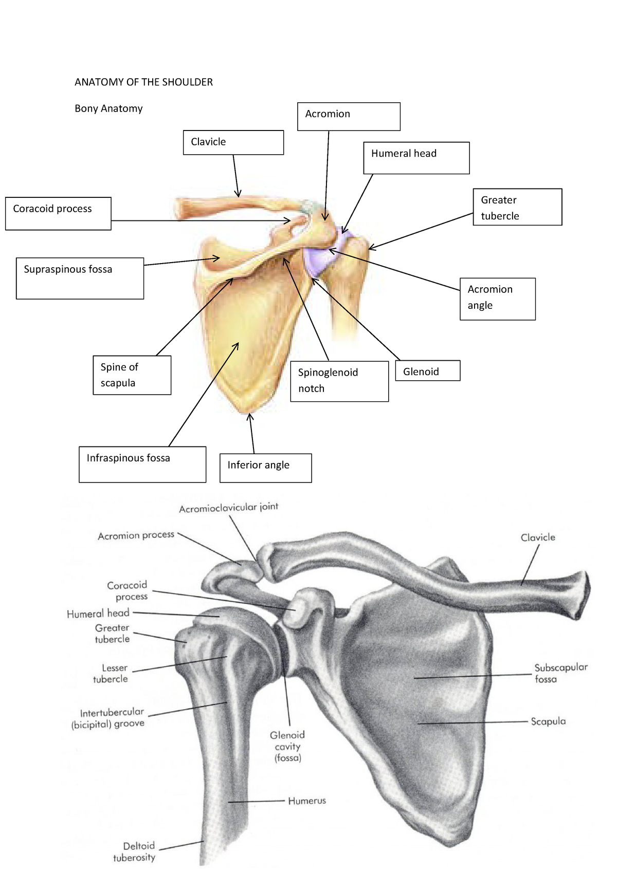 Shoulder Bony Anatomy Diagram / Crossfit Bones Of The Shoulder - Find