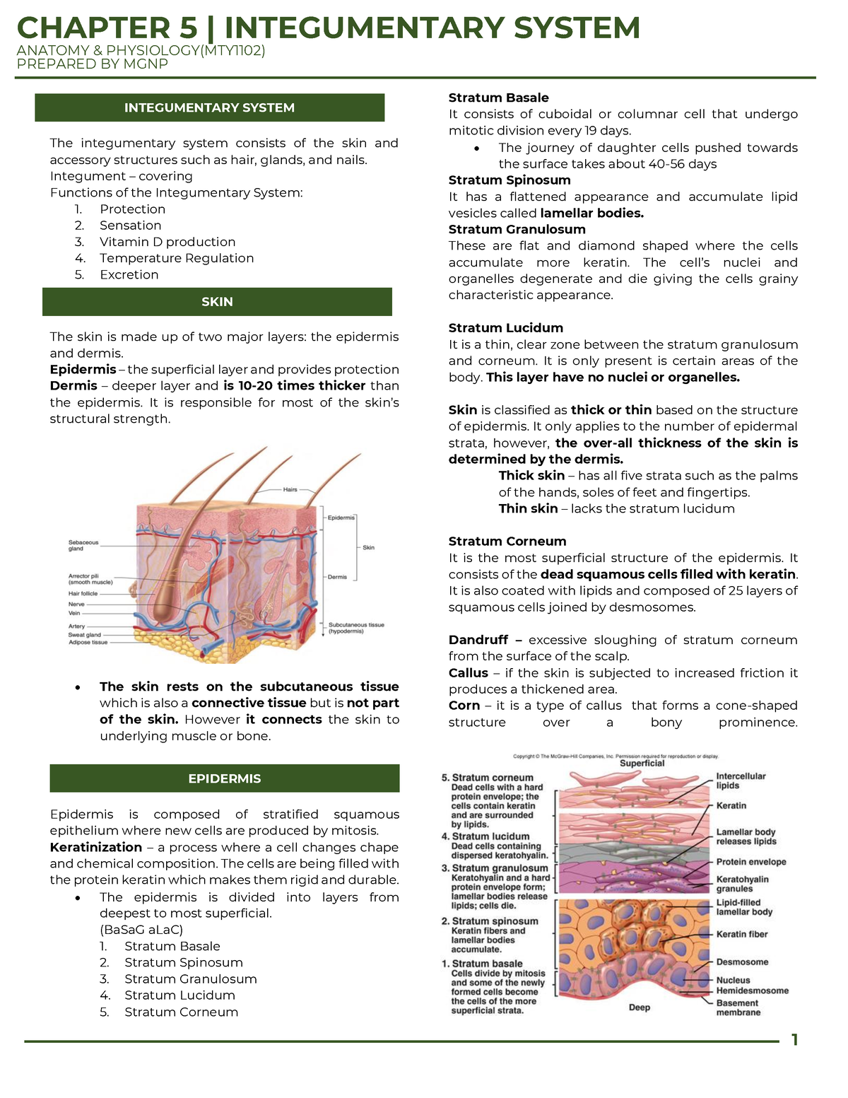 Chapter 5- Anaphy-Integumentary System - ANATOMY & PHYSIOLOGY(MTY1102 ...