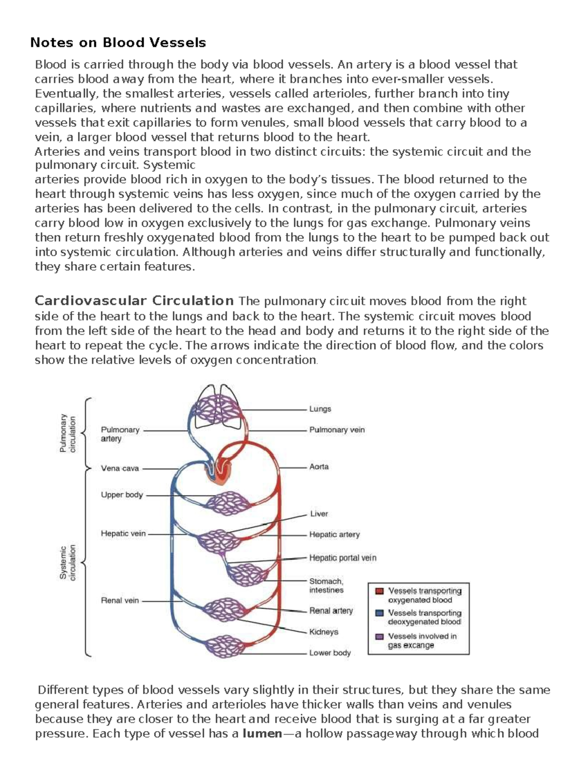 Blood Vessel Notes and Diagrams for BIO 211 - Notes on Blood Vessels ...