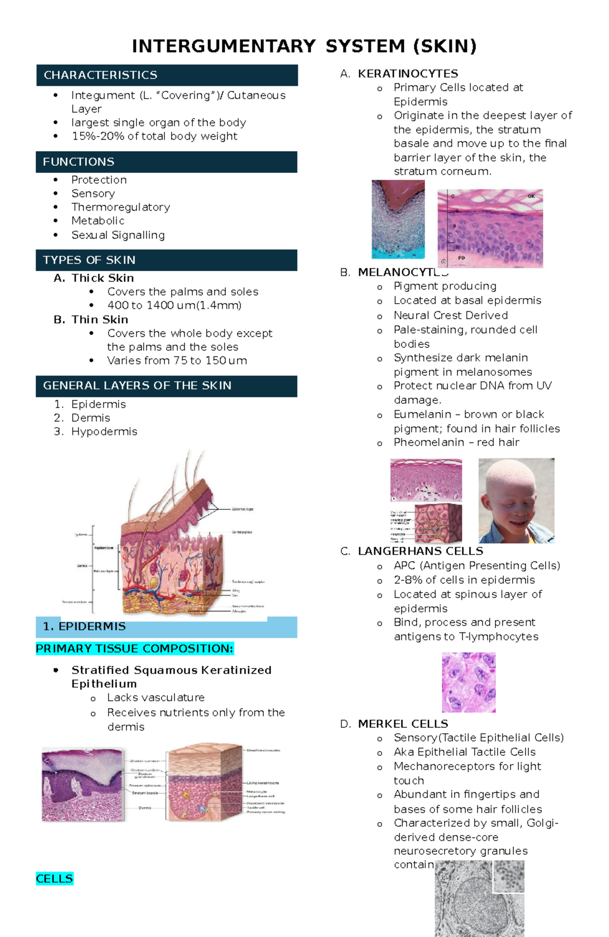 Integumentary- System-SKIN - INTERGUMENTARY SYSTEM (SKIN) Integument (L ...