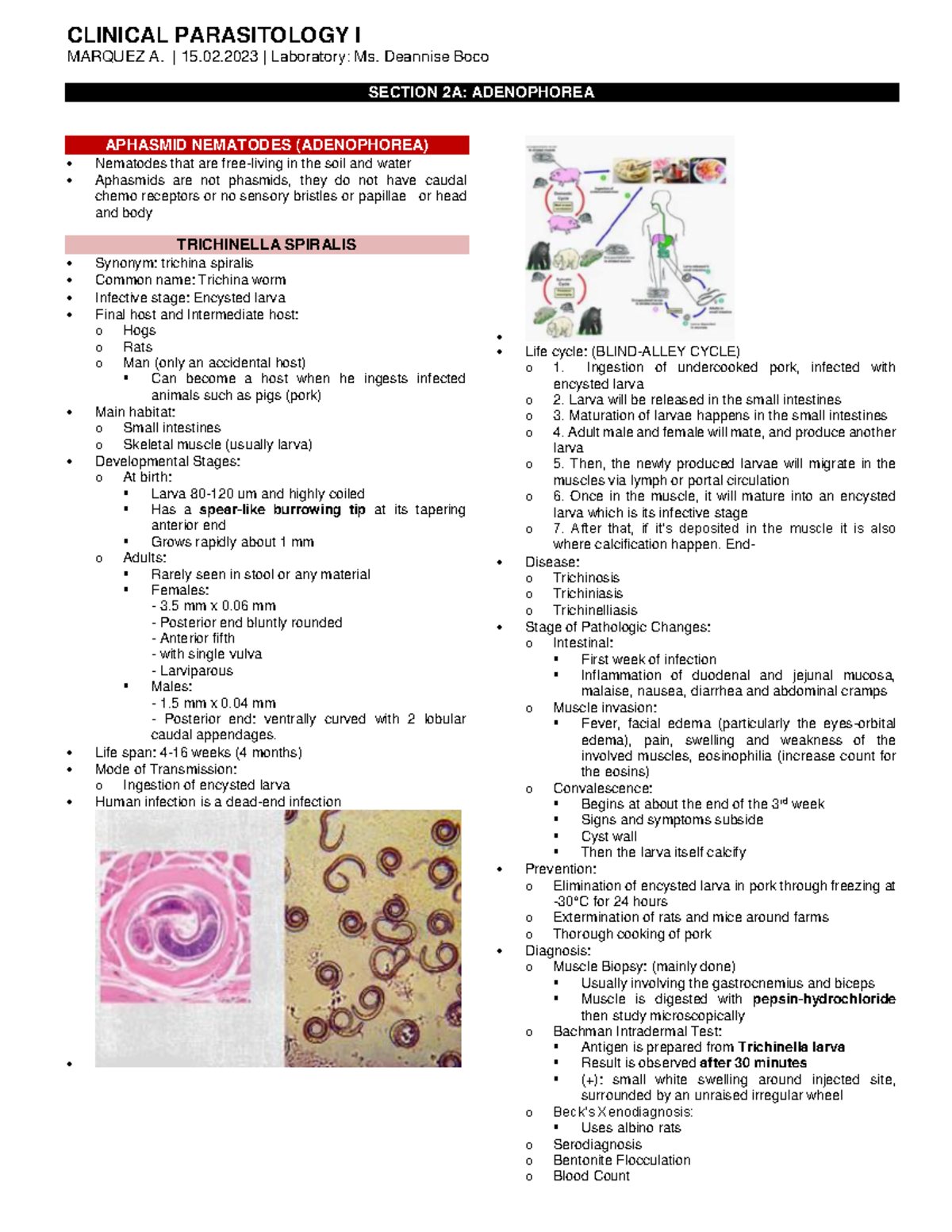 Section 2A ( Adenophorea) - CLINICAL PARASITOLOGY I MARQUEZ A. | 15.02 ...