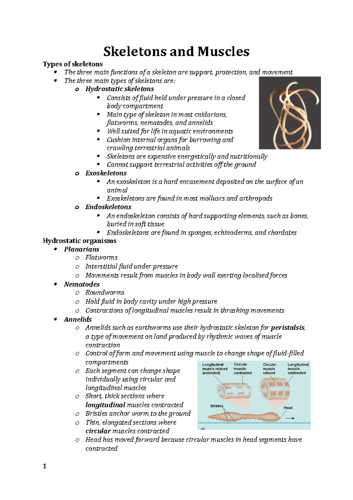 Skeletal Muscle Development In Vertebrate Animals – QLCWB