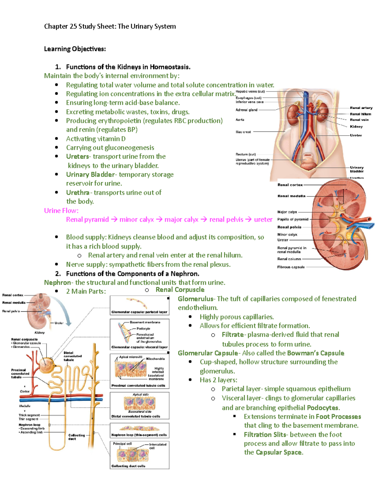 Ch 25 Study Sheet - objectives and summary of chapter - Chapter 25 ...