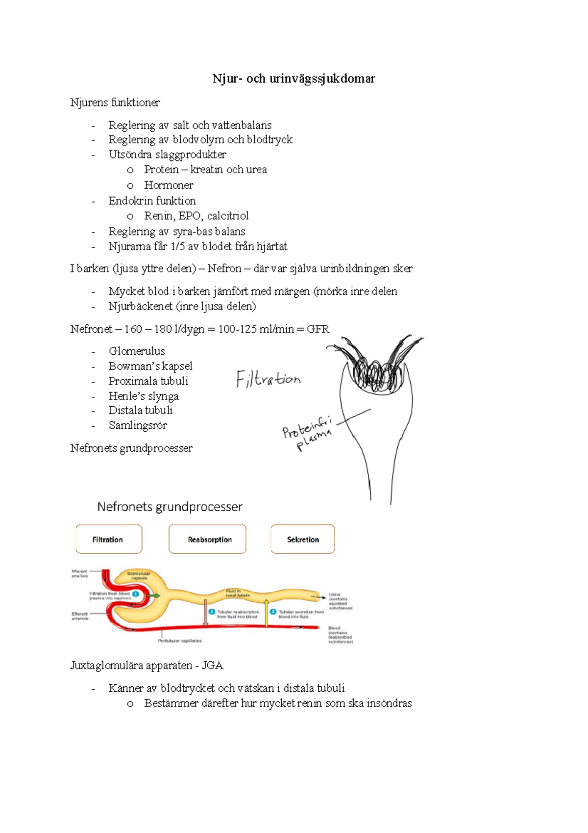 Sjukdomslära - Njursjukdomar - 07-03-2017 - Och Njurens Funktioner ...