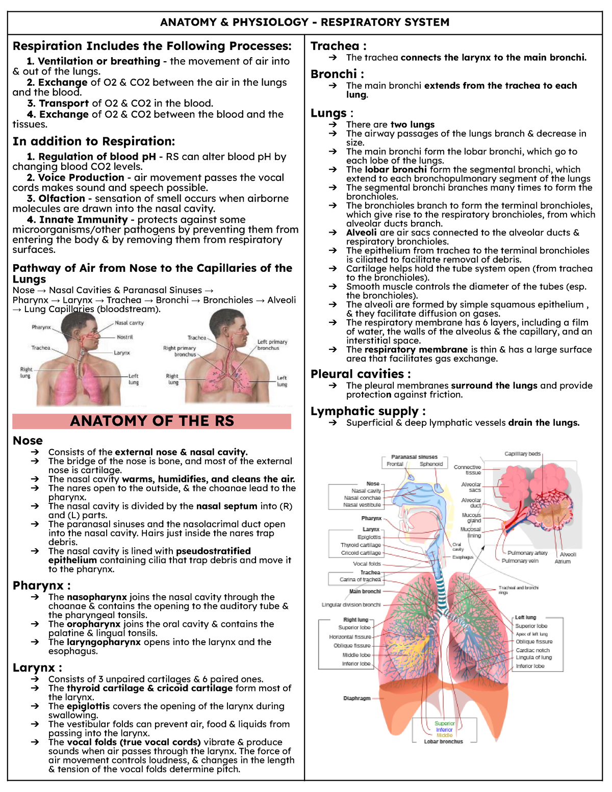 Respiratory System - ANATOMY & PHYSIOLOGY - RESPIRATORY SYSTEM ...