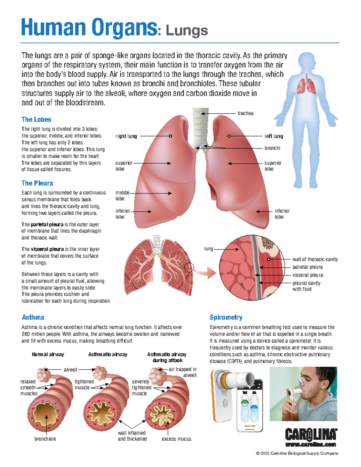 Lung - lung - Asthma Asthma is a chronic condition that affects normal ...