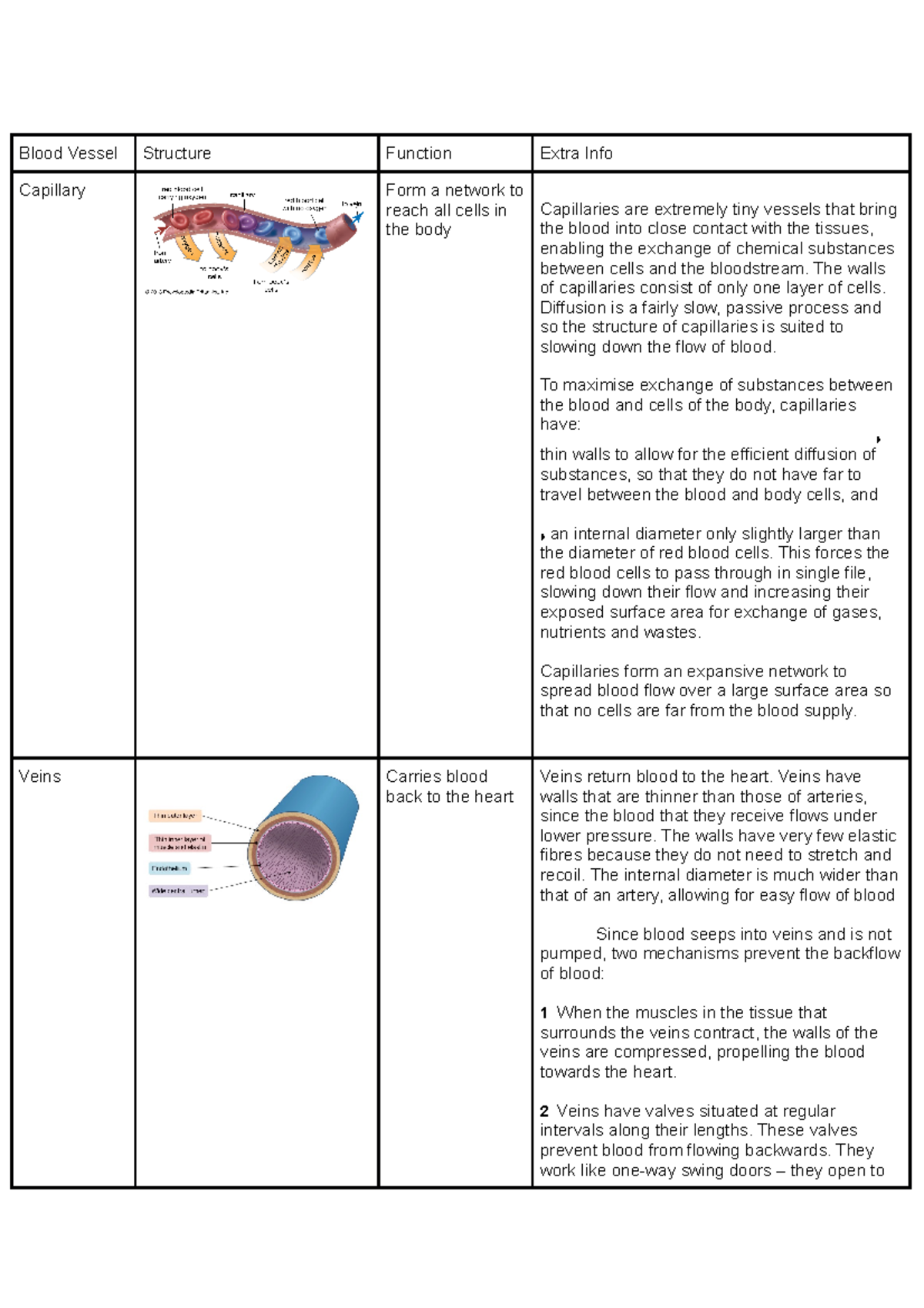 Biology, blood vessels - Blood Vessel Structure Function Extra Info ...