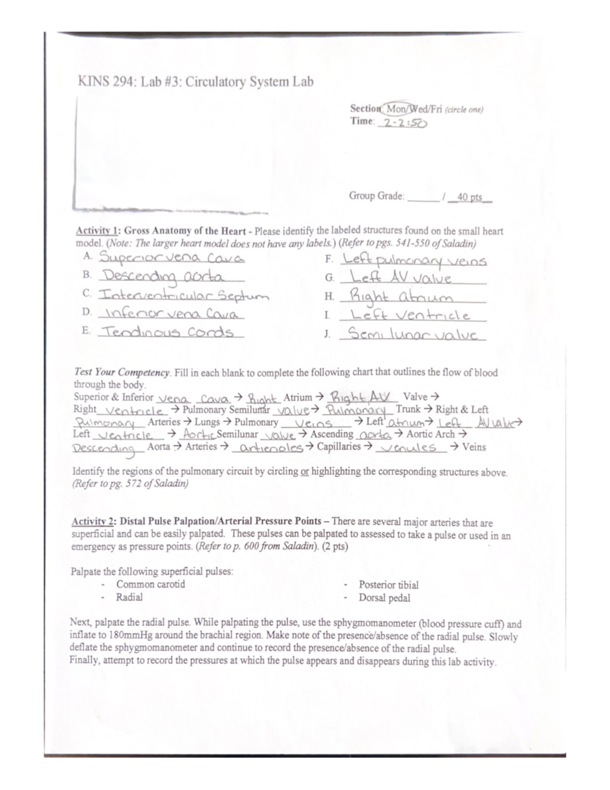 Kins 294 Lab 3 Circulatory System Lab Kins 294 Studocu