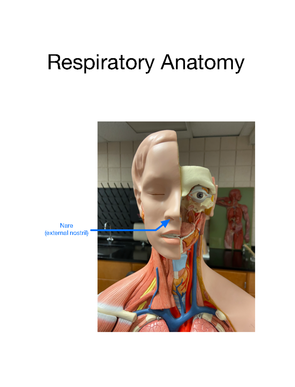 Respiratory Anatomy and Spirometry Nare (external nostril