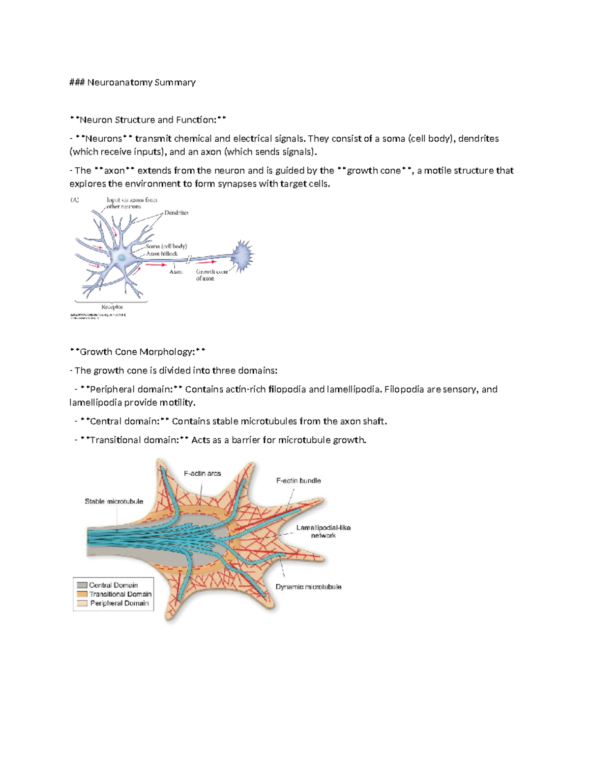 Neural connections notes 2021 - Neuroanatomy Summary Neuron Structure ...