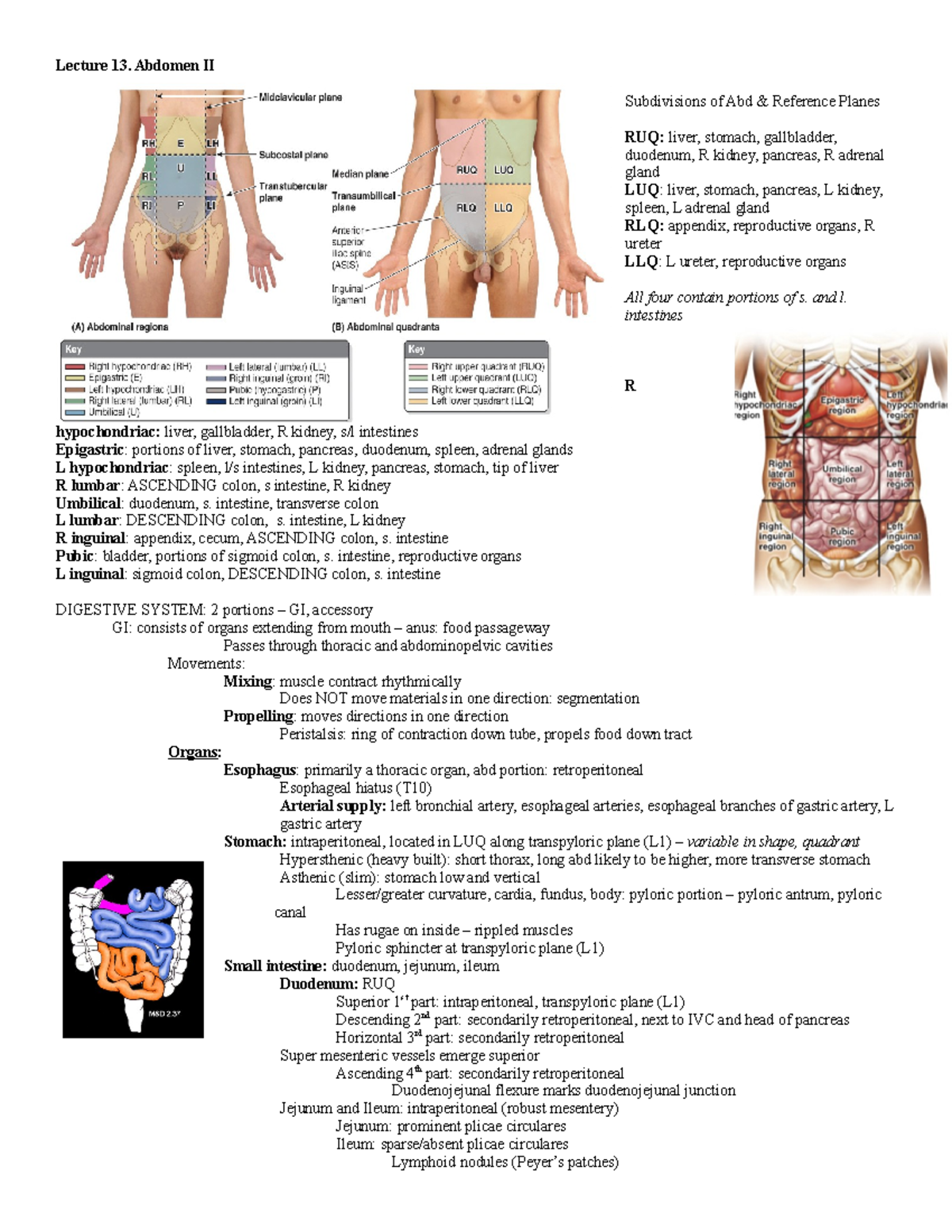 Anatomy: Abdomen II - Lecture 13. Abdomen II Subdivisions of Abd ...