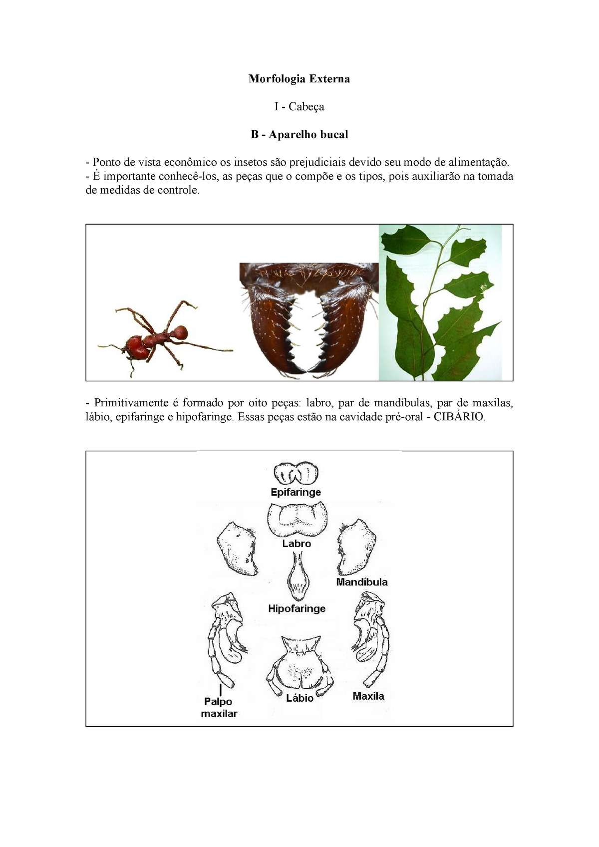 Maxila e Mandíbula - Morfologia