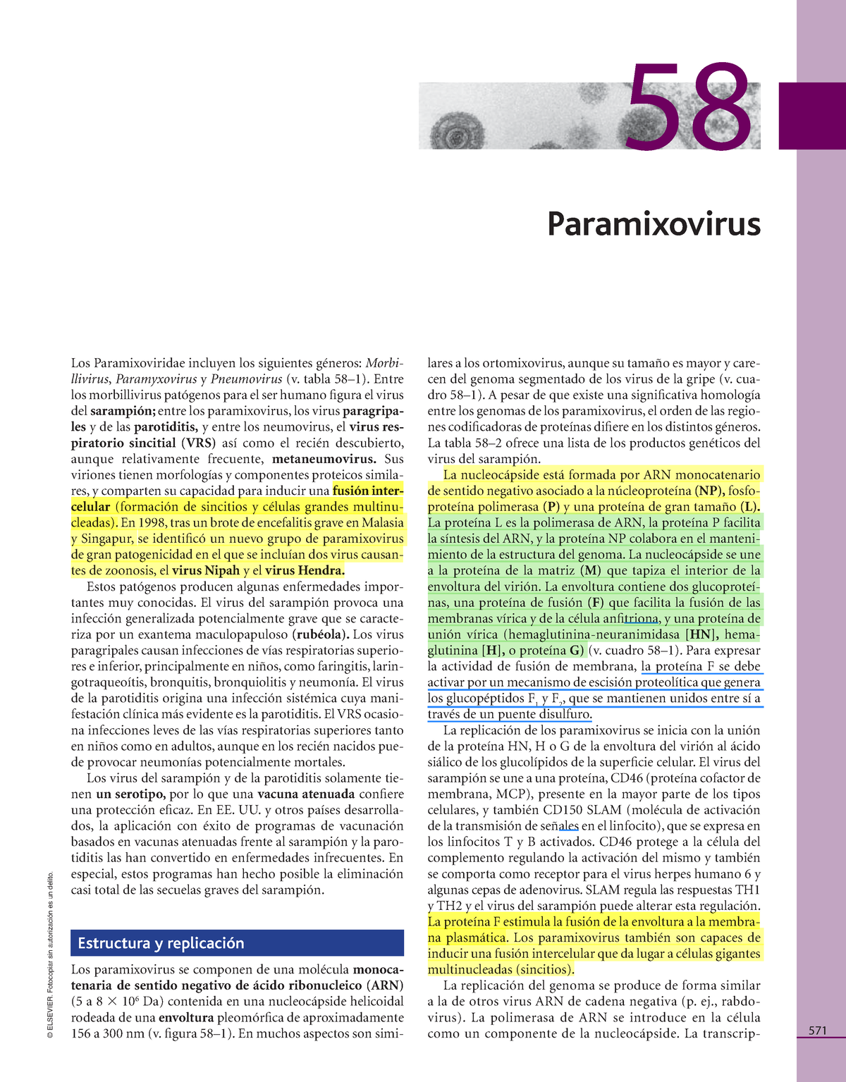 estructura de paramixovirus