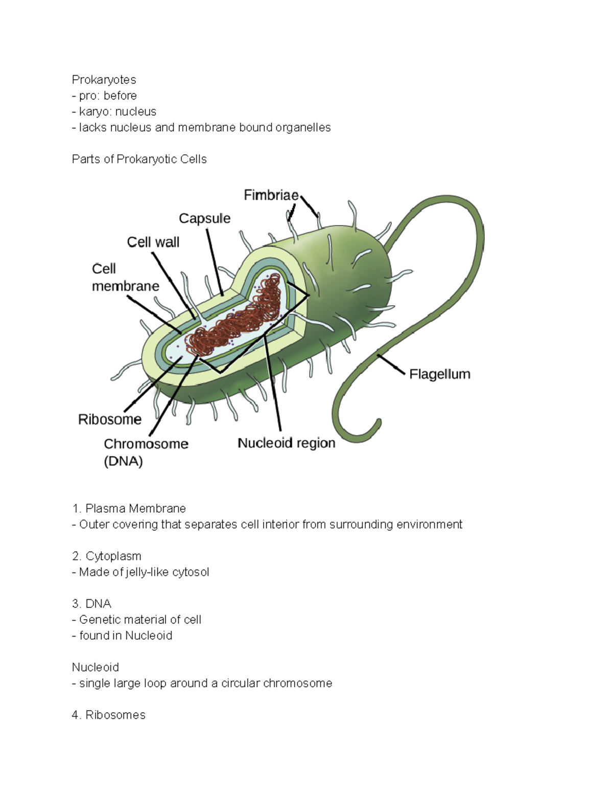 Prokaryotes Pt. 1 - Typed Notes - Prokaryotes pro: before karyo ...