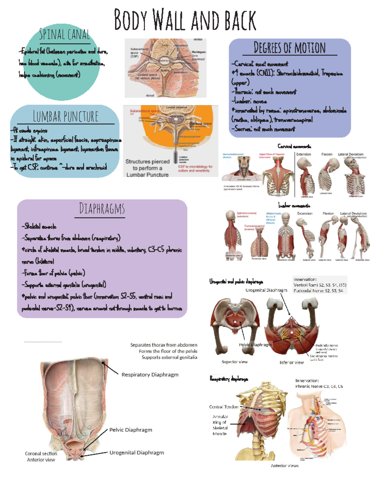 Body wall 2 - Anatomy and physiology notes - Hth Sci 2F03 - Spinal ...