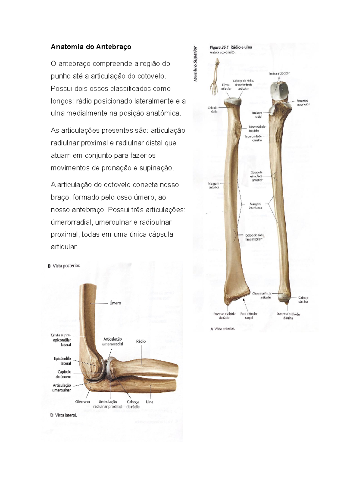 Ossos da anatomia da mão e punho