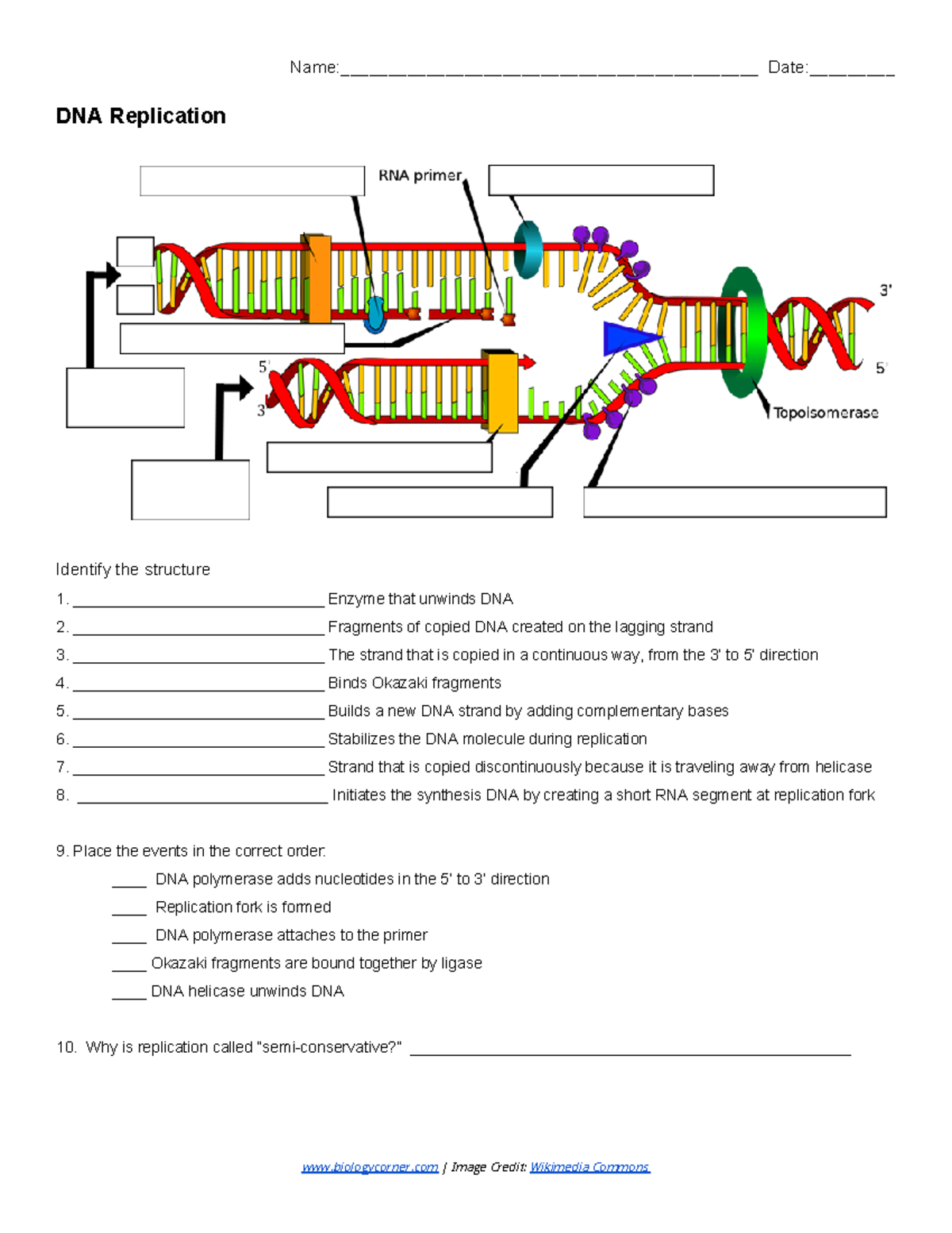 DNA Replication - Labeling worksheet with image - Name