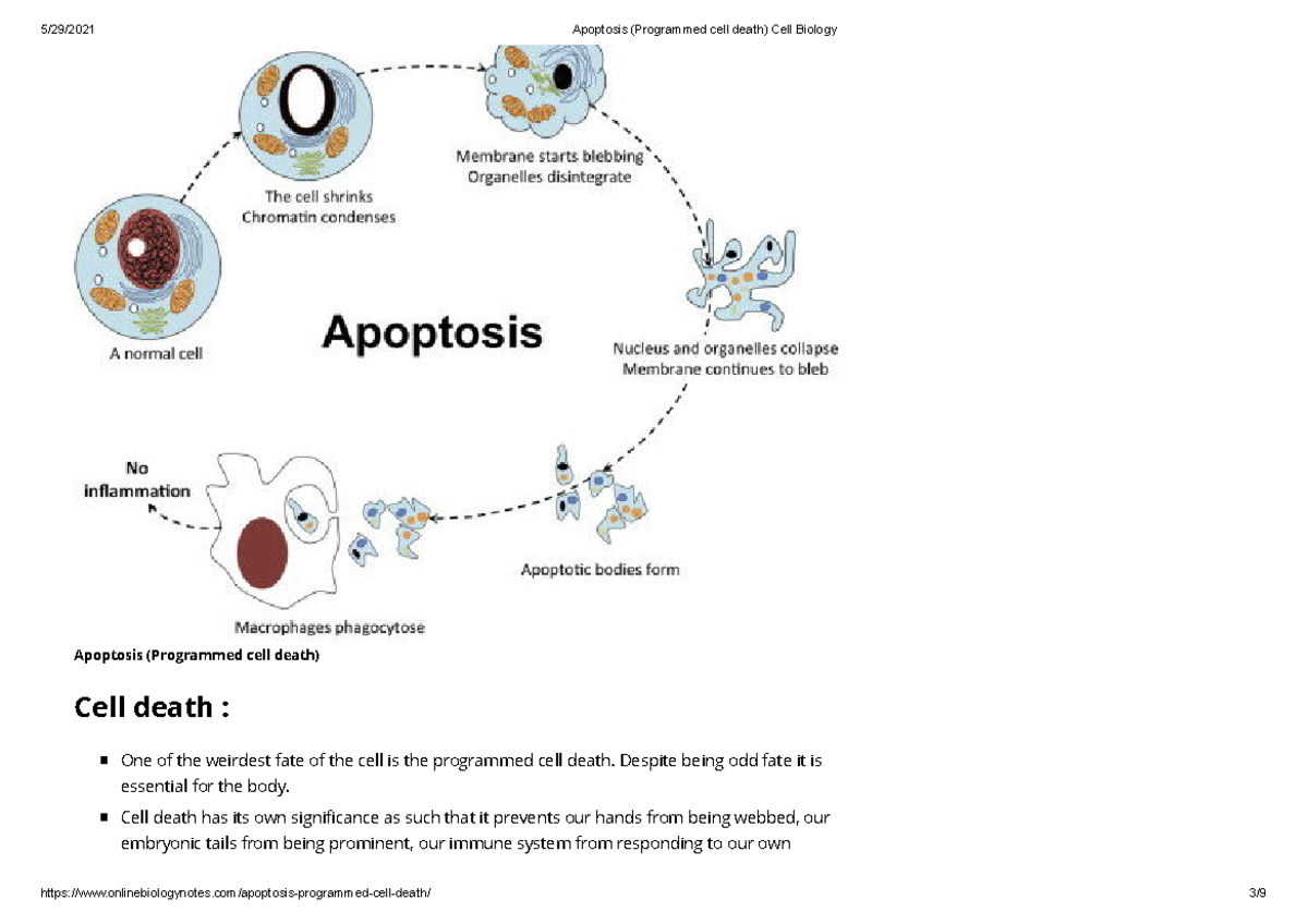 Apoptosis (Programmed Cell Death) Cell Biology - Apoptosis (Programmed ...