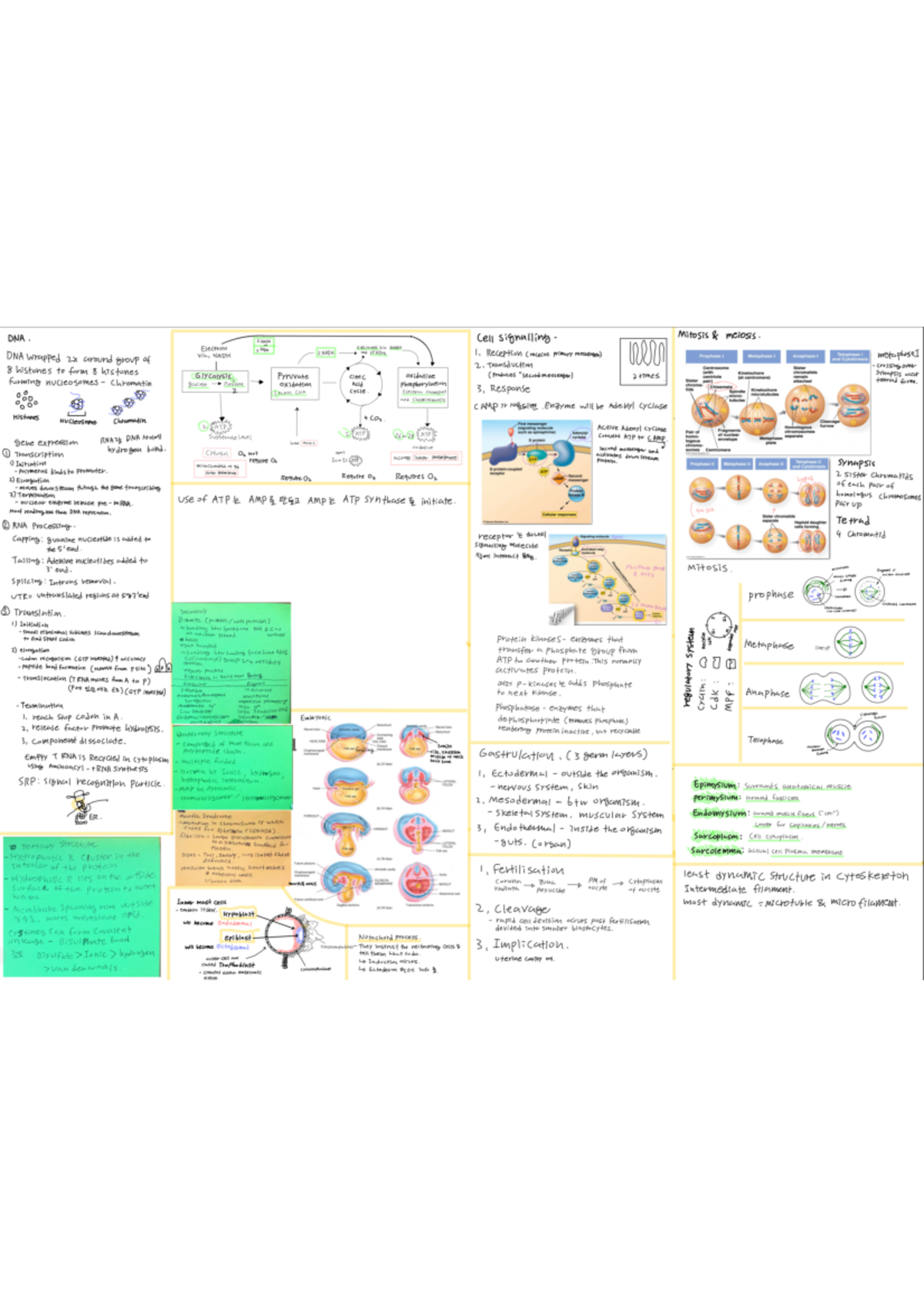 B Iosci 107 mid sem test cheat sheet 2 - Biology for Biomedical Science ...