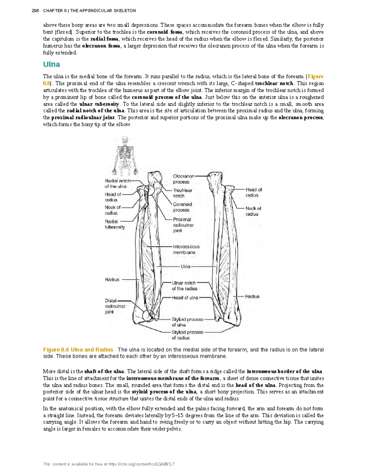 Anatomy-physiology-102 - above these bony areas are two small ...