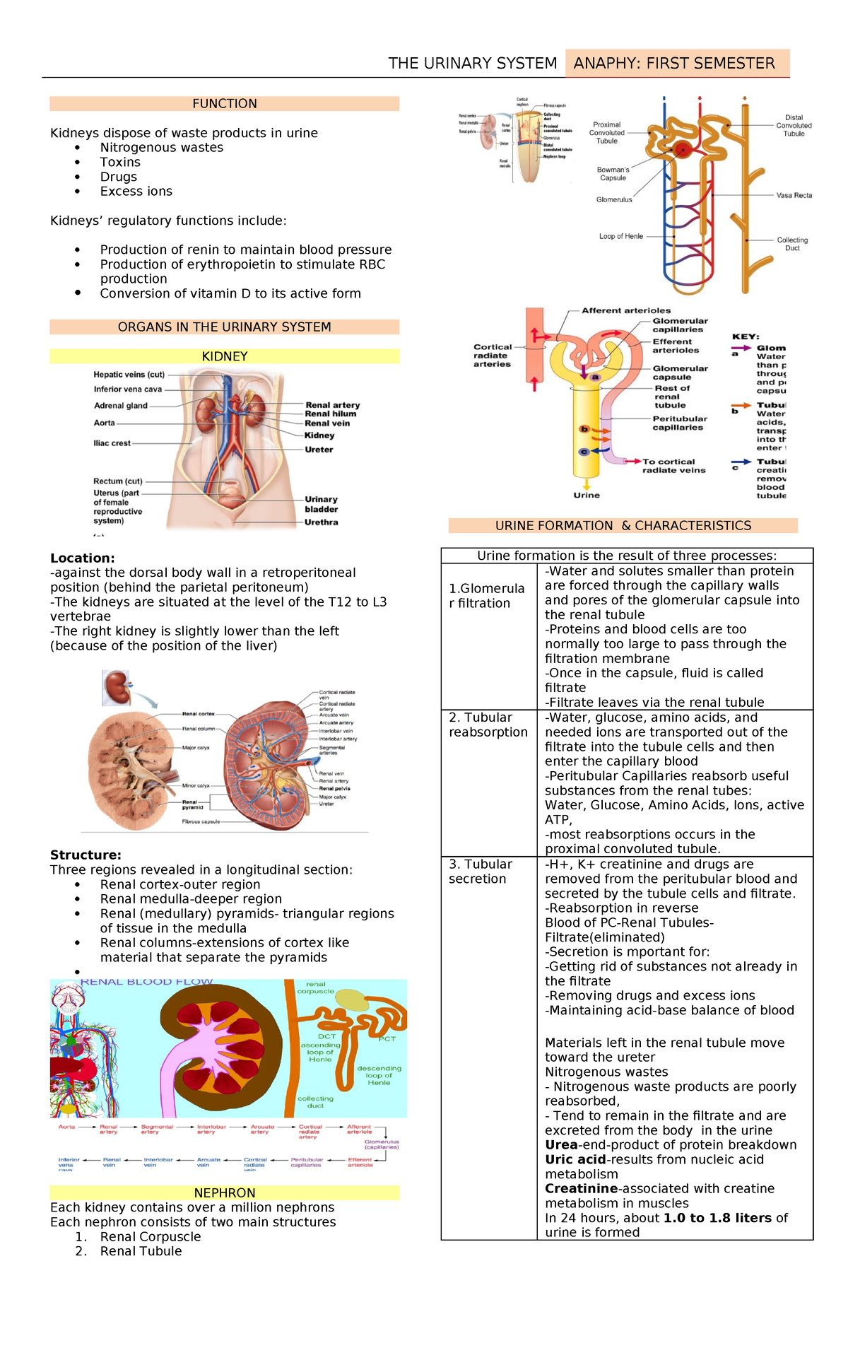 Week 16 Urinary System - THE URINARY SYSTEM ANAPHY: FIRST SEMESTER ...