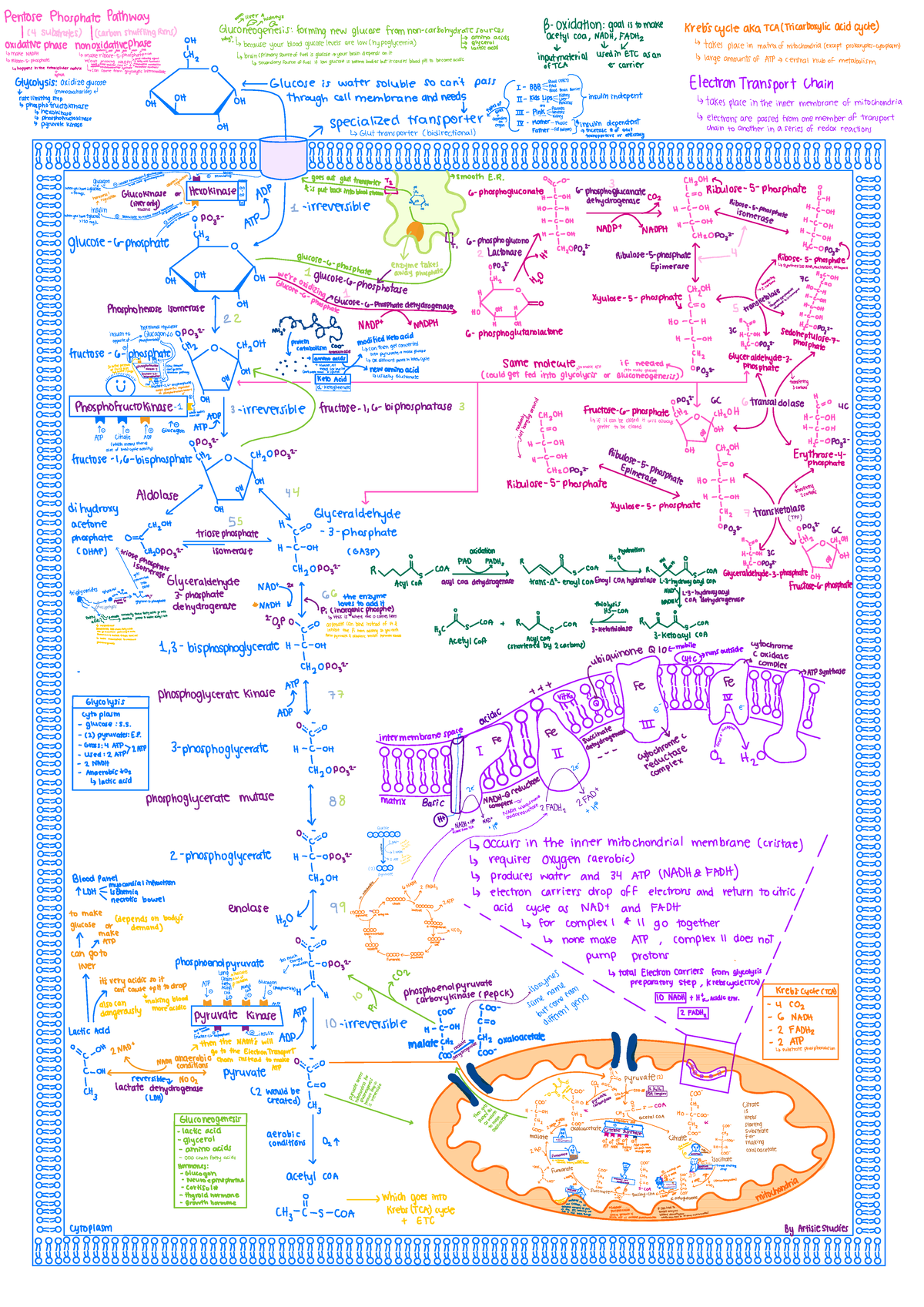 All Pathways - grafico resumido - ÷¥n through cell membrane insulin ...