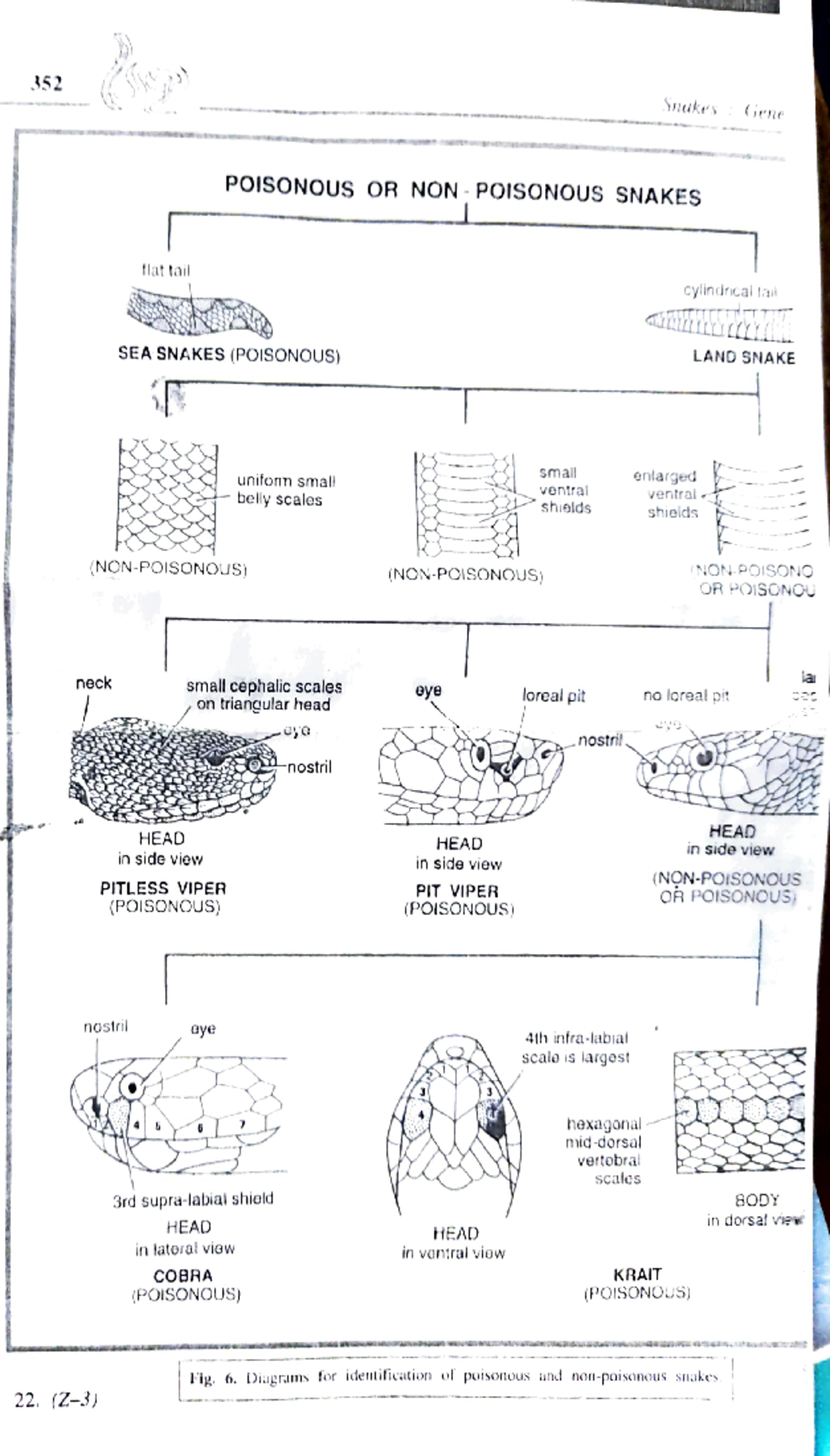 Snakes Classification - 352 Snakes : Gene POISONOUs OR NON POISONOUS ...