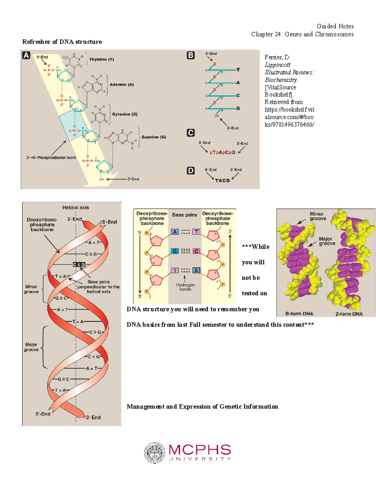 Chapter 24 Genes and Chromosomes Guided Notes - Refresher of DNA ...