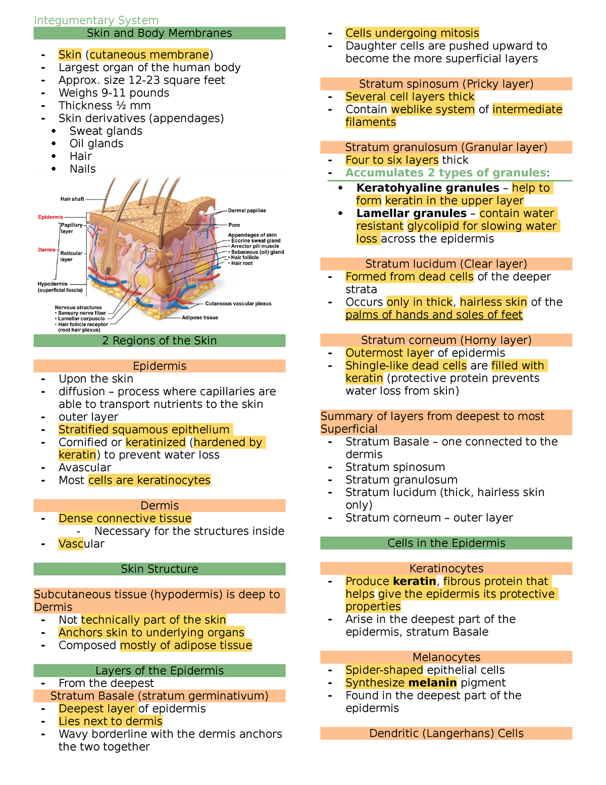 Integumentary System - Skin and Body Membranes Skin (cutaneous membrane ...