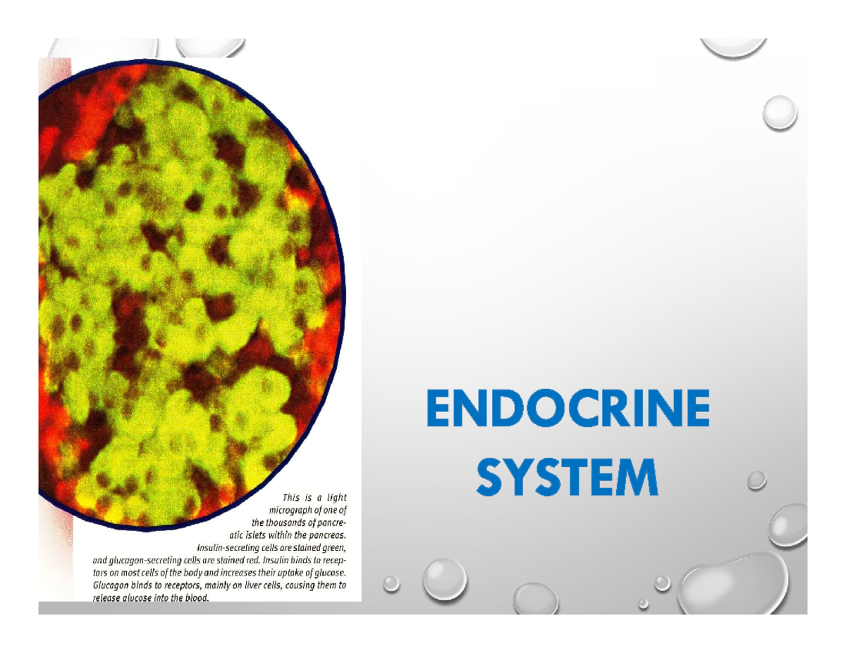 Introduction to Endocrine System FUNCTIONS OF THE ENDOCRINE SYSTEM 1