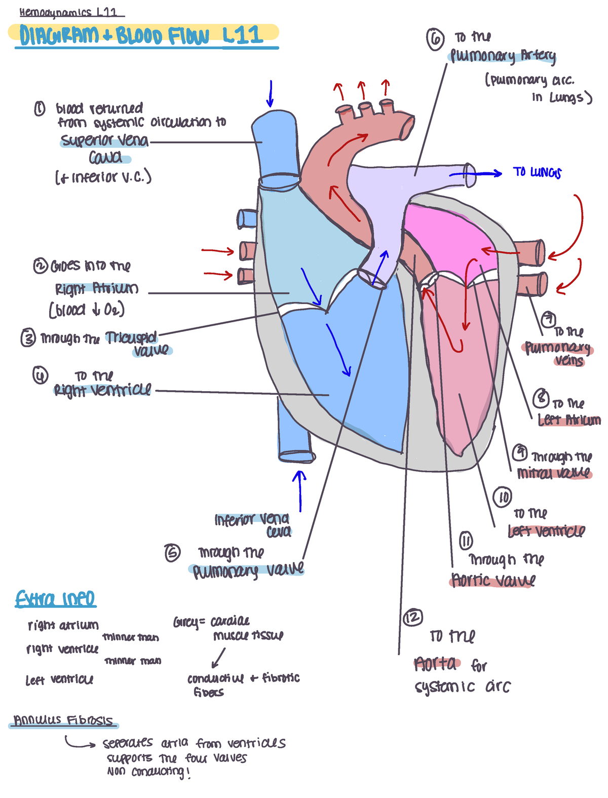 Master notes cardiac unit - Hemodynamics 111 DIAGRAM BLOOD FLOW LII ...