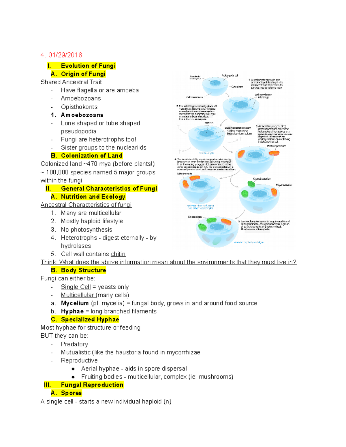 Gen bio 2 notes 4 - 4. 01/29/ I. Evolution of Fungi A. Origin of Fungi ...