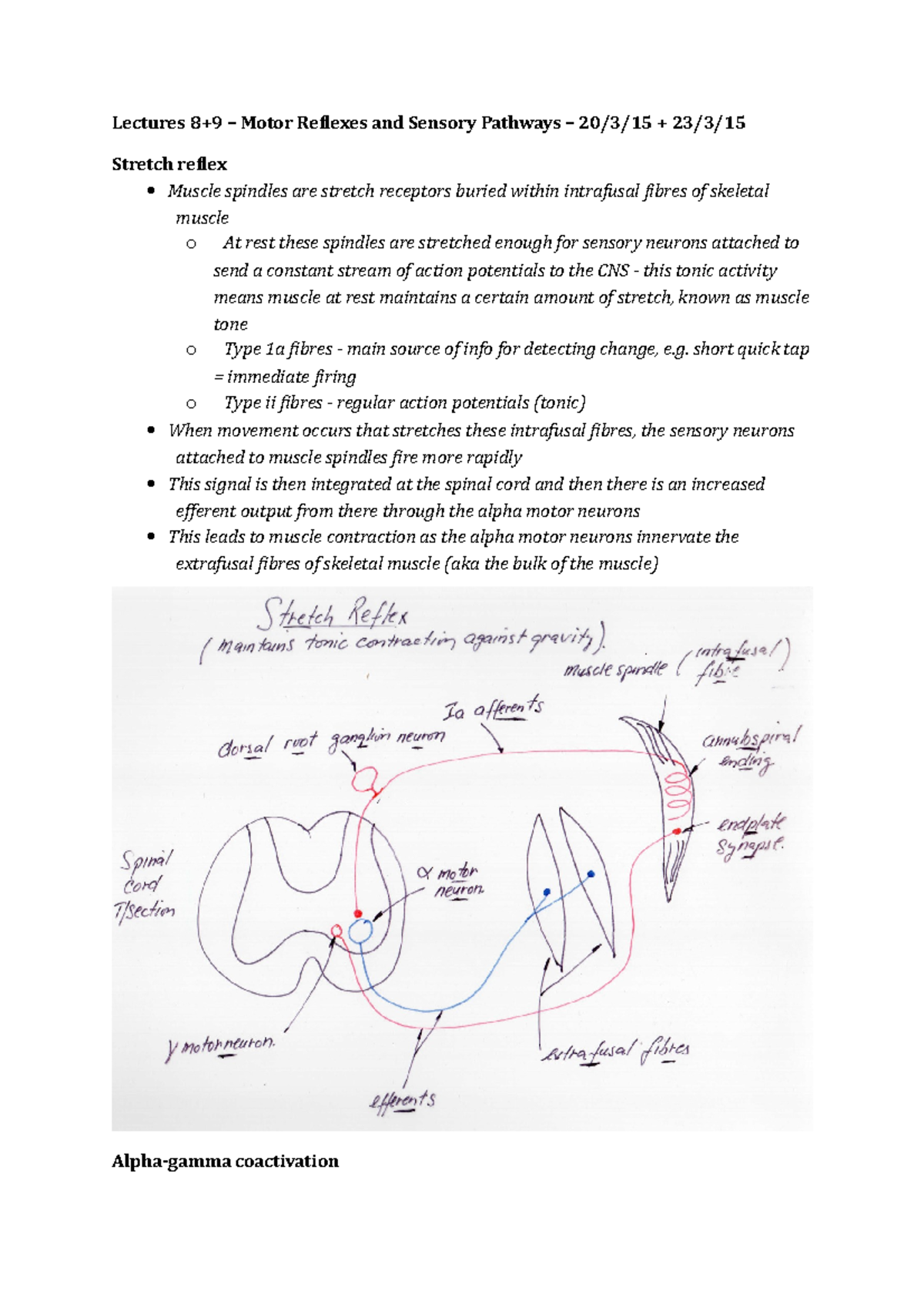 Lectures 8 9 Motor Reflexes and Sensory Pathways 20315 23315