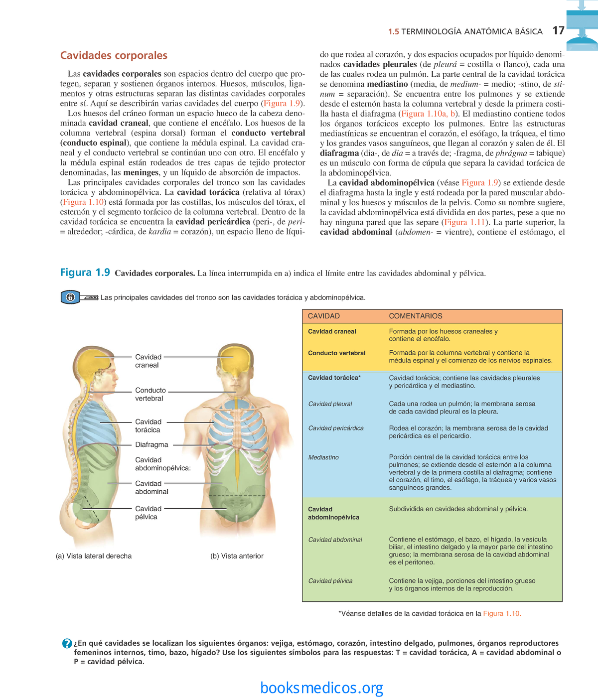 Principios De Anatomía Y Fisiología Tortora Derrickson Cavidades Corporales Las Cavidades 9319