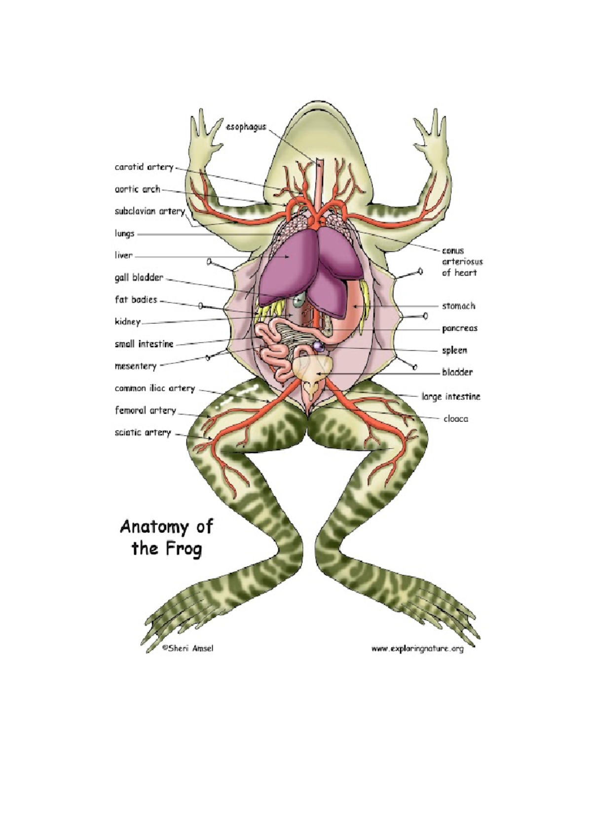 FROG Anatomy - BS Biology - \ - Studocu