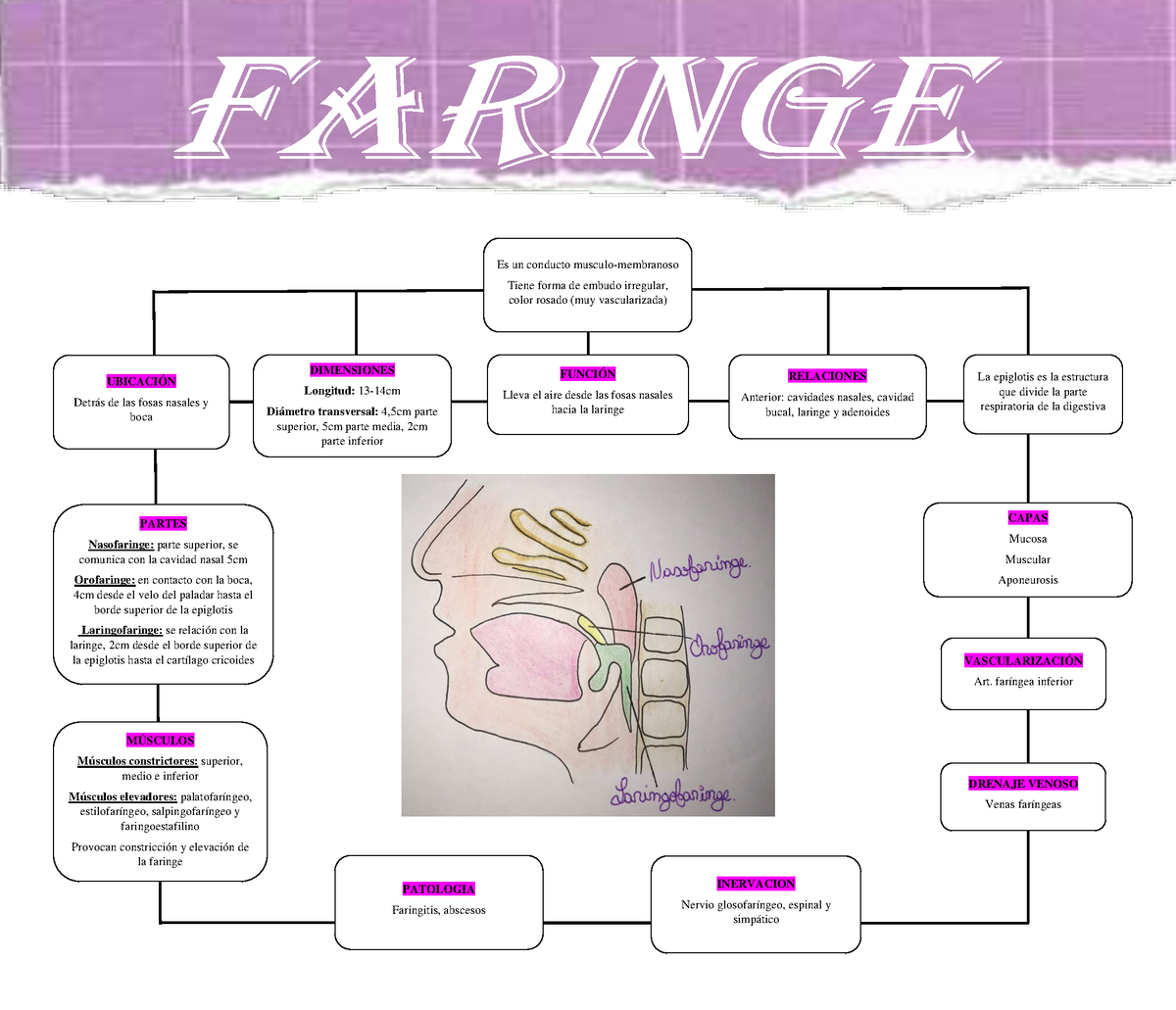 Faringe Mapa Conceptual Es Un Conducto Musculo Membranoso Tiene Forma Sexiz Pix 4425