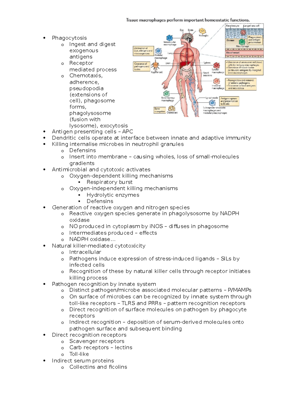 Phagocytosis and mechanisms - Phagocytosis o Ingest and digest ...