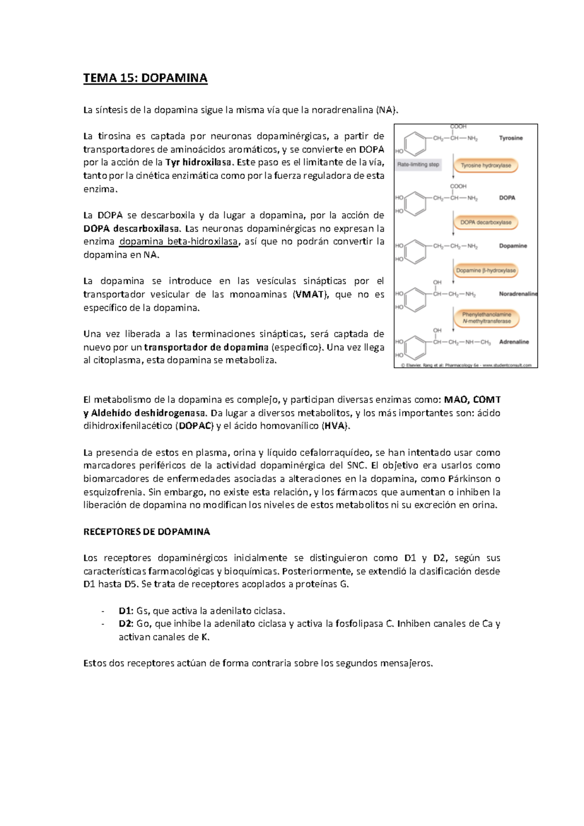 TEMA 15 Dopamina - Ciencias Biomédicas - TEMA 15: DOPAMINA La síntesis ...