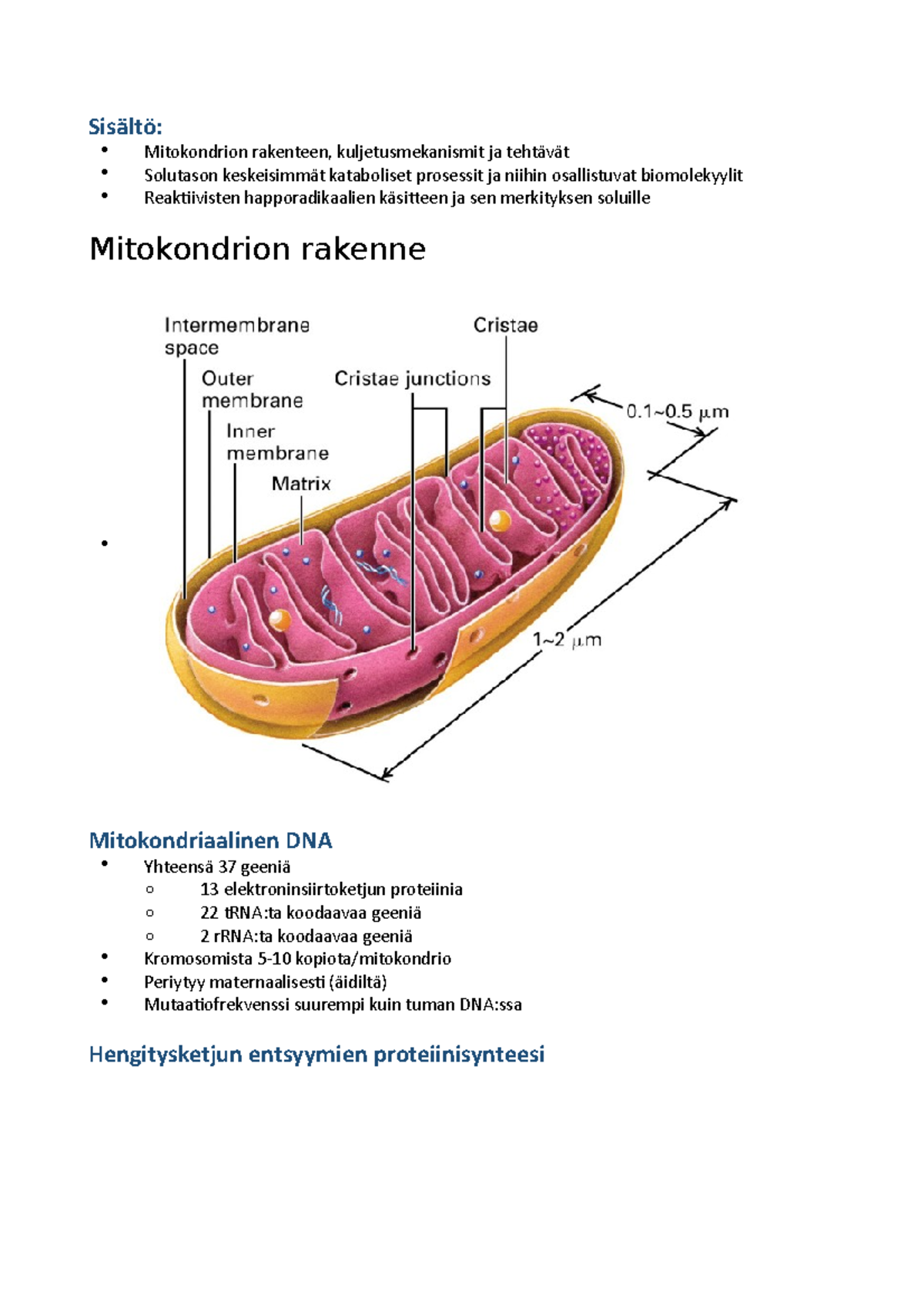 mitokondrio-ja-solujen-energia-aineenvaihdunta-sis-lt-mitokondrion