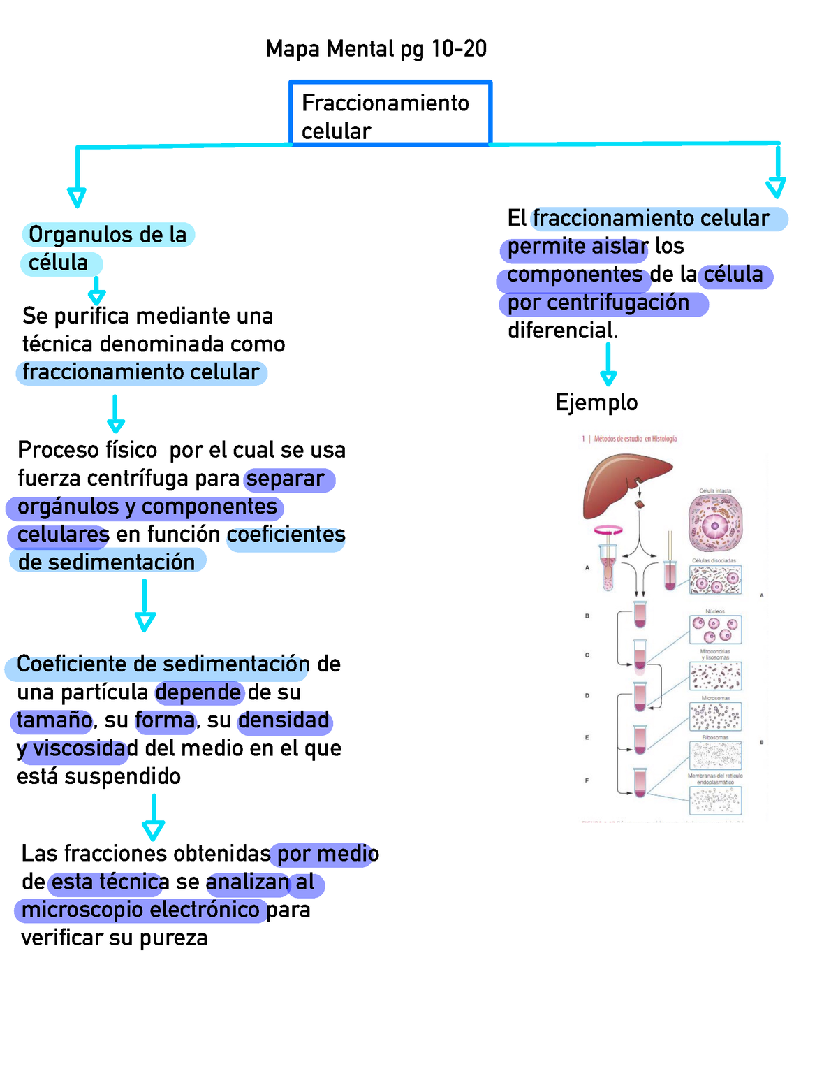 Mapa Mental Pg 10-20 - Mapa Mental pg 10- Organulos de la célula  Fraccionamiento celular Se purifica - Studocu